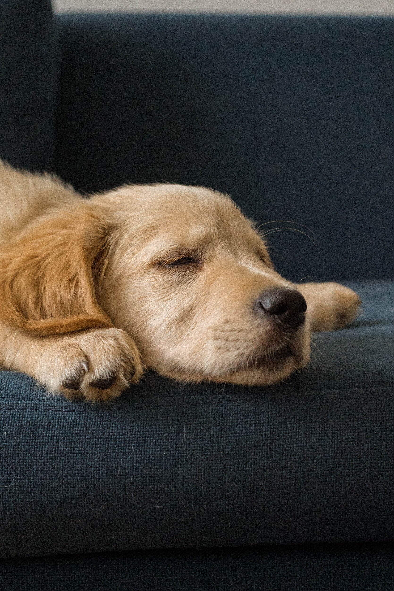 World Sleep Day