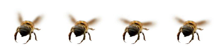 Bee3