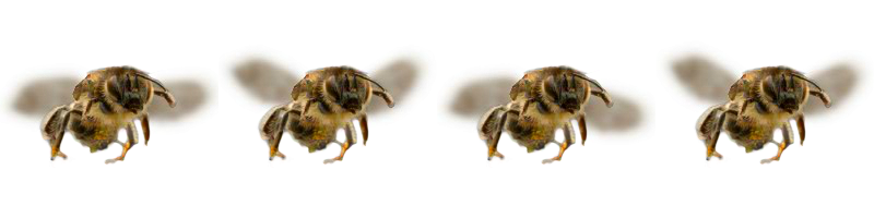 Bee1