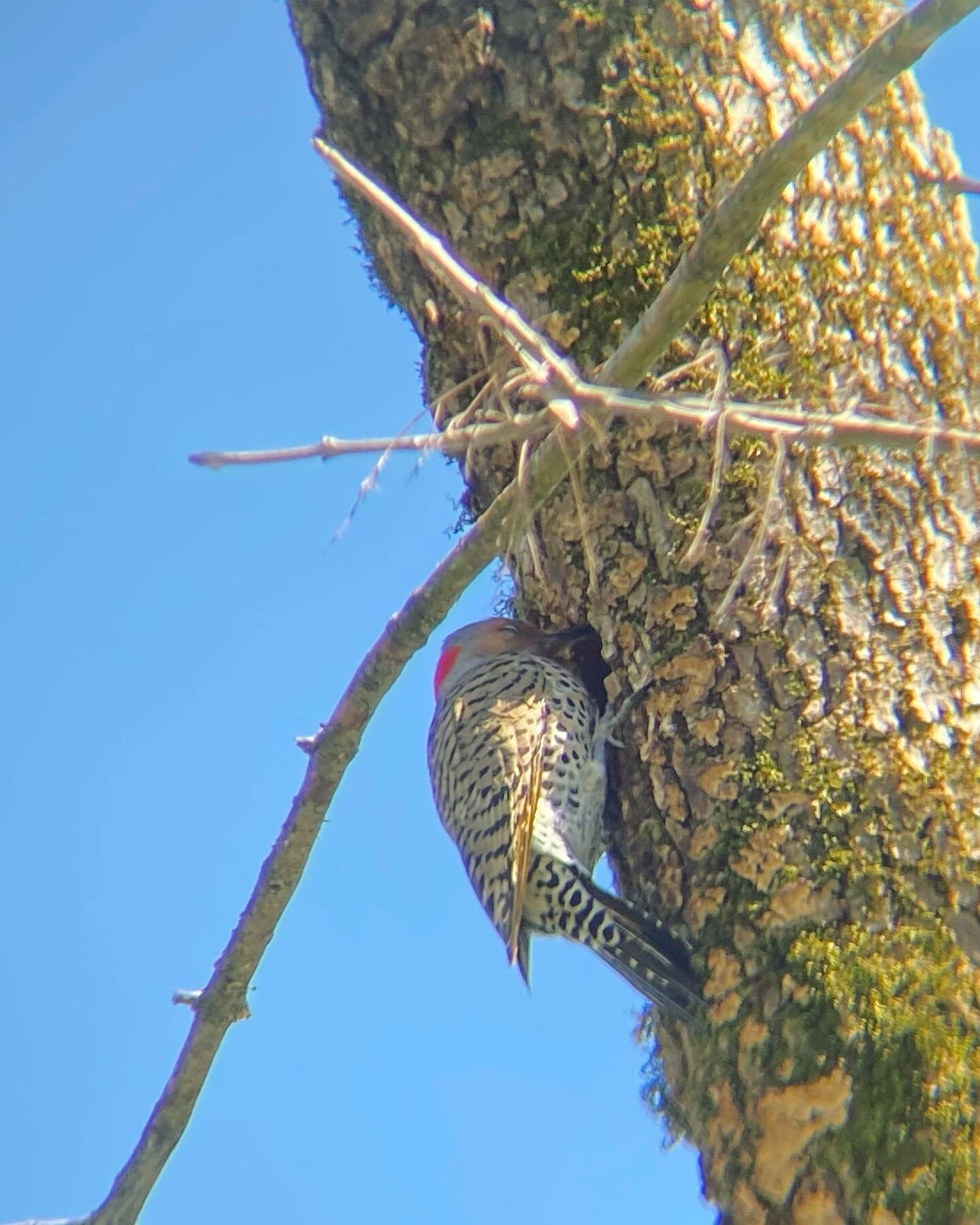 Came to see the black crowned night herons but the highlight was the #yellowhammerwoodpecker &mdash;I&rsquo;ve been wanting to see one of these for months. #birdlist #birdwatching @alaudubon #birdnerd 🐦🤓