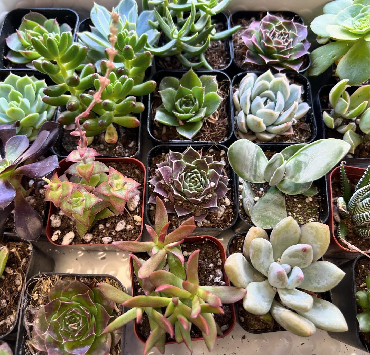 LOTS of new succulents and cacti are in stock! We also have tons of plant stakes, and beautiful sun catchers!