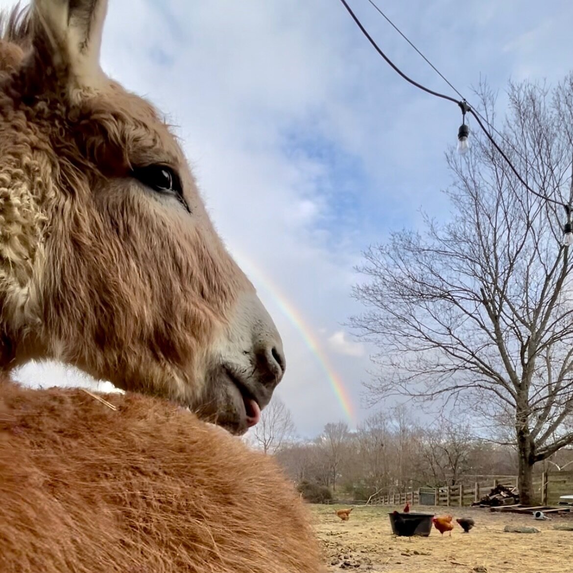 About to head into hibernation mode with 4 days of temps below freezing. 🥶 Rosie snagged some little rays of sunshine quick between clouds to warm your hearts and homes until we come back out of our lil barn cave. 🦄🌈
