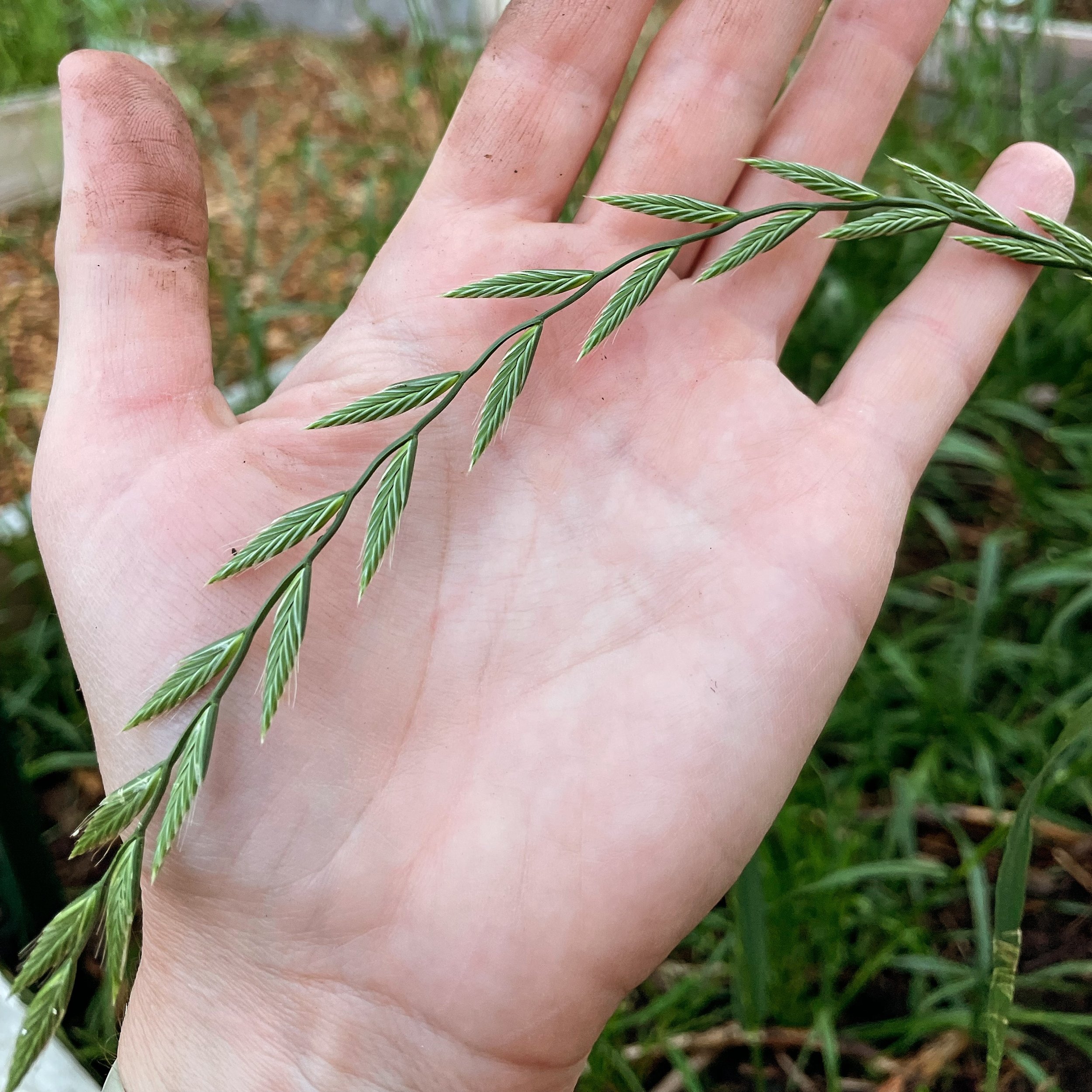 We&rsquo;re late at getting our garden going, but everything is happening in perfect time. 🌿✨ So much beauty happens when you get out of the way and observe what nature had planned on your behalf.