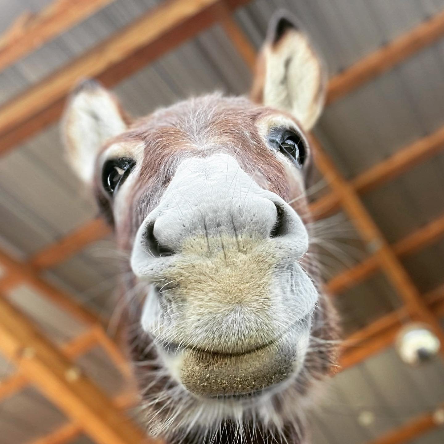 Yo yo yo it&rsquo;s your girl Walnut comin&rsquo; at ya on National Donkey Day! Every day is donkey day for me and I can promise you life in the barnyard has been rad and I&rsquo;m just as sassy as ever! Looking forward to kickin&rsquo; it with y&rsq