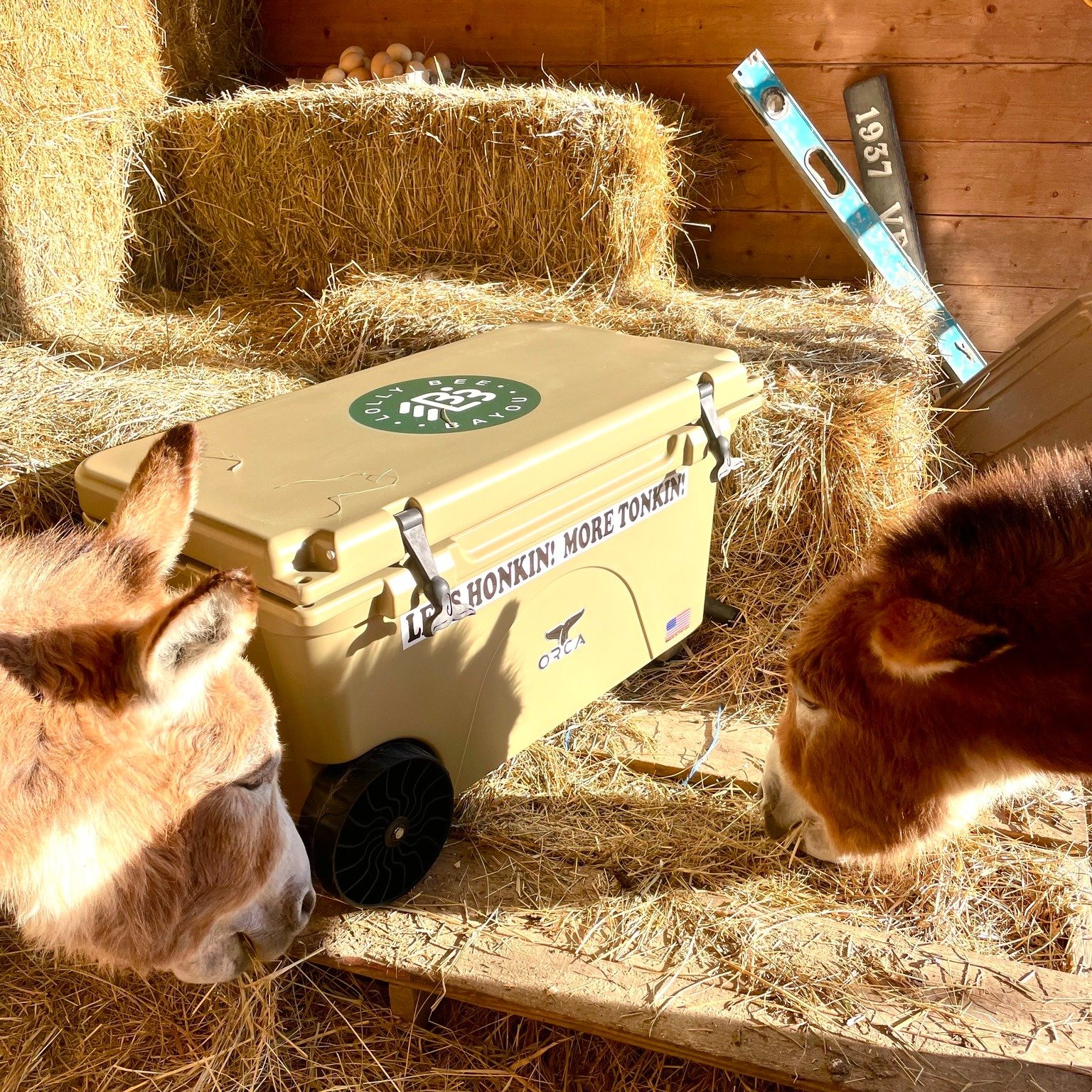 Cheers to Orca Coolers for this cool cutie so the human can join in on the barn buffet! With their sturdy Southern roots and commitment to outdoor fun, they&rsquo;ll keep our barnyard beverages icy and our spirits high &lsquo;til the cows come home a