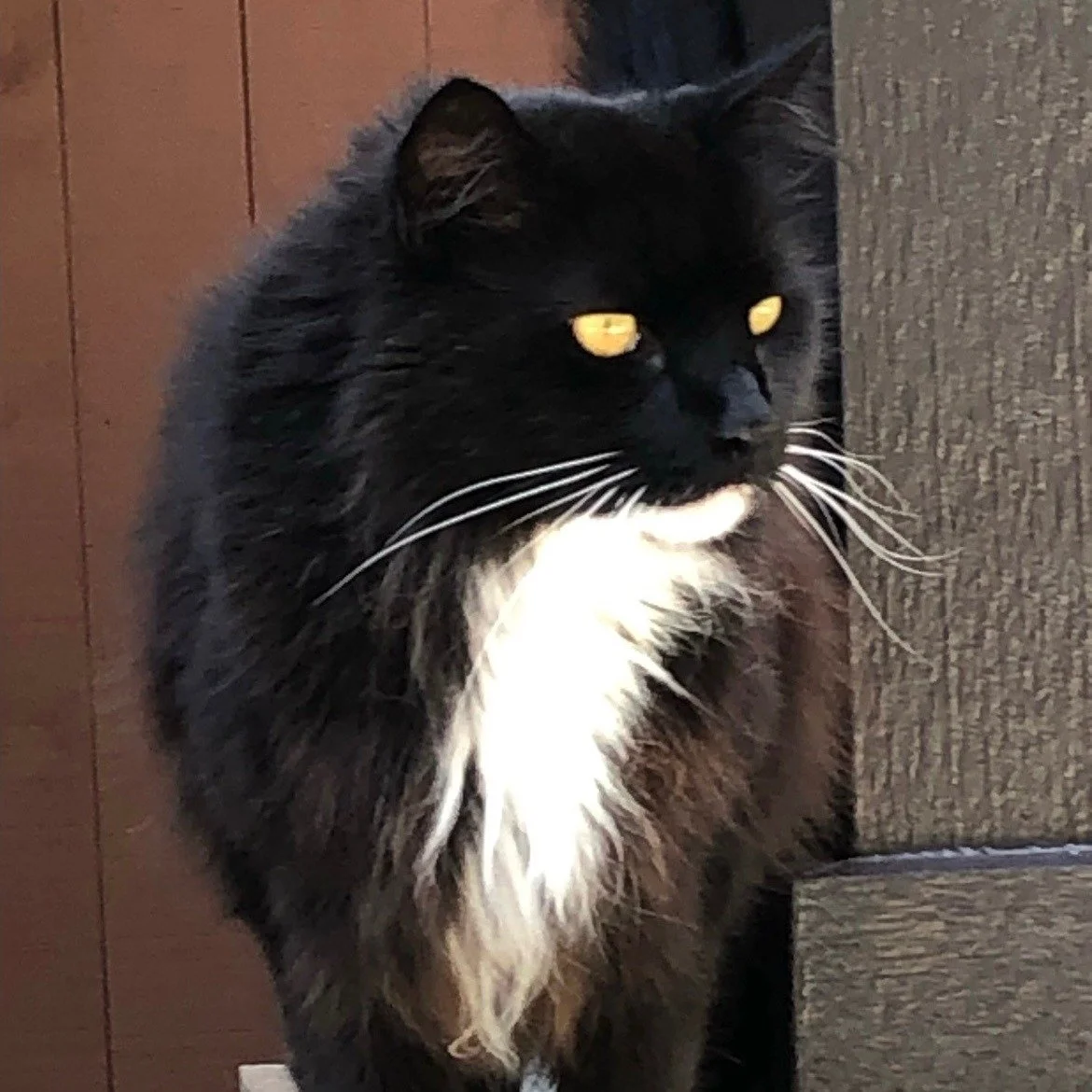 Sad news from our coffee family. Earlier this week we said goodbye to Huxley, the beloved cat behind the name of our dark roast blend.

Huxley was Jenna&rsquo;s cherished long-haired black and white cat who spent his days with Jenna&rsquo;s parents -