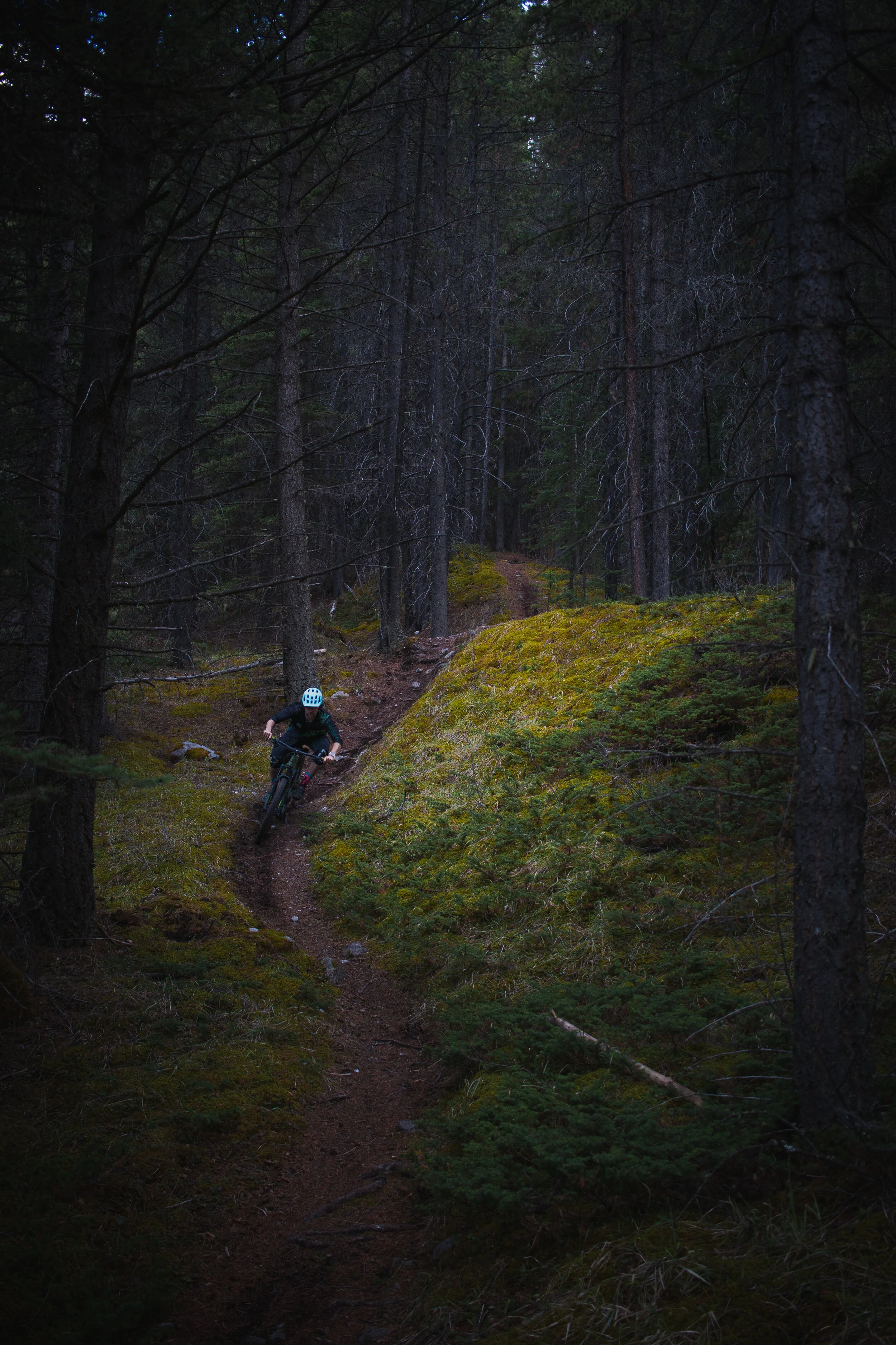 A person wearing a helmet riding a mountain bike down a narrow trail through a dense forest with tall trees and moss-covered ground.