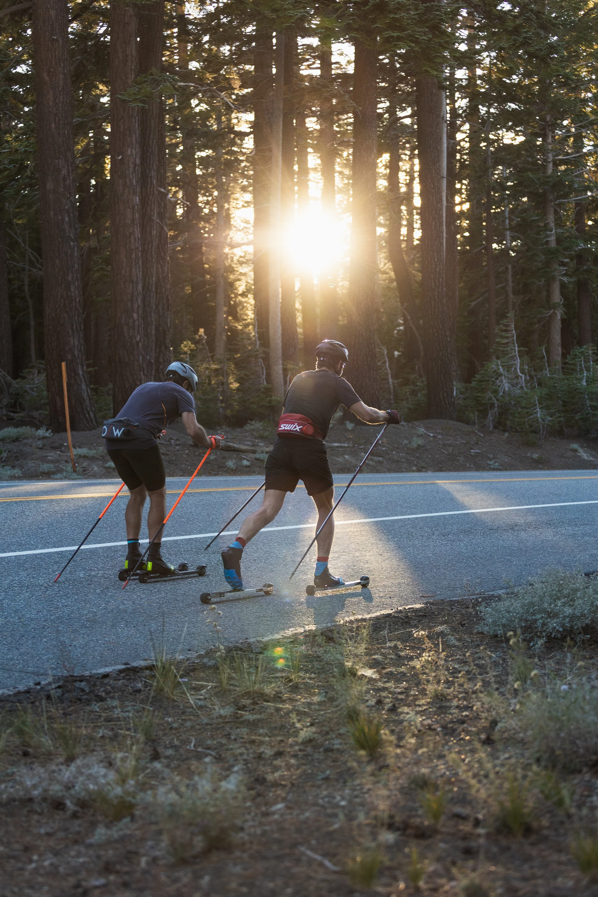 Two people roller skiing on a mountain road at sunset, surrounded by tall pine trees.