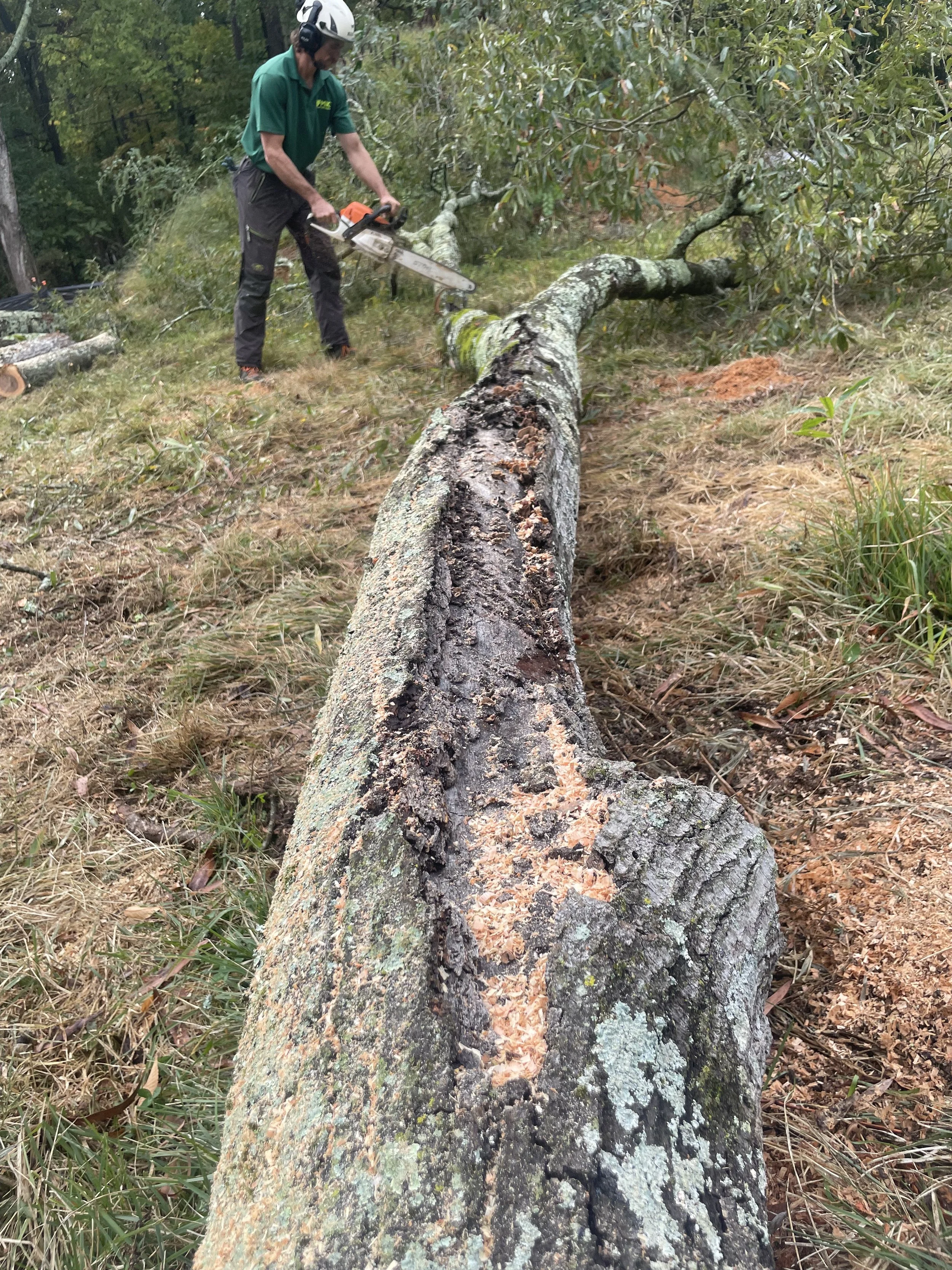One of the damaged limbs that contributed to the evaluation the tree had to be removed.