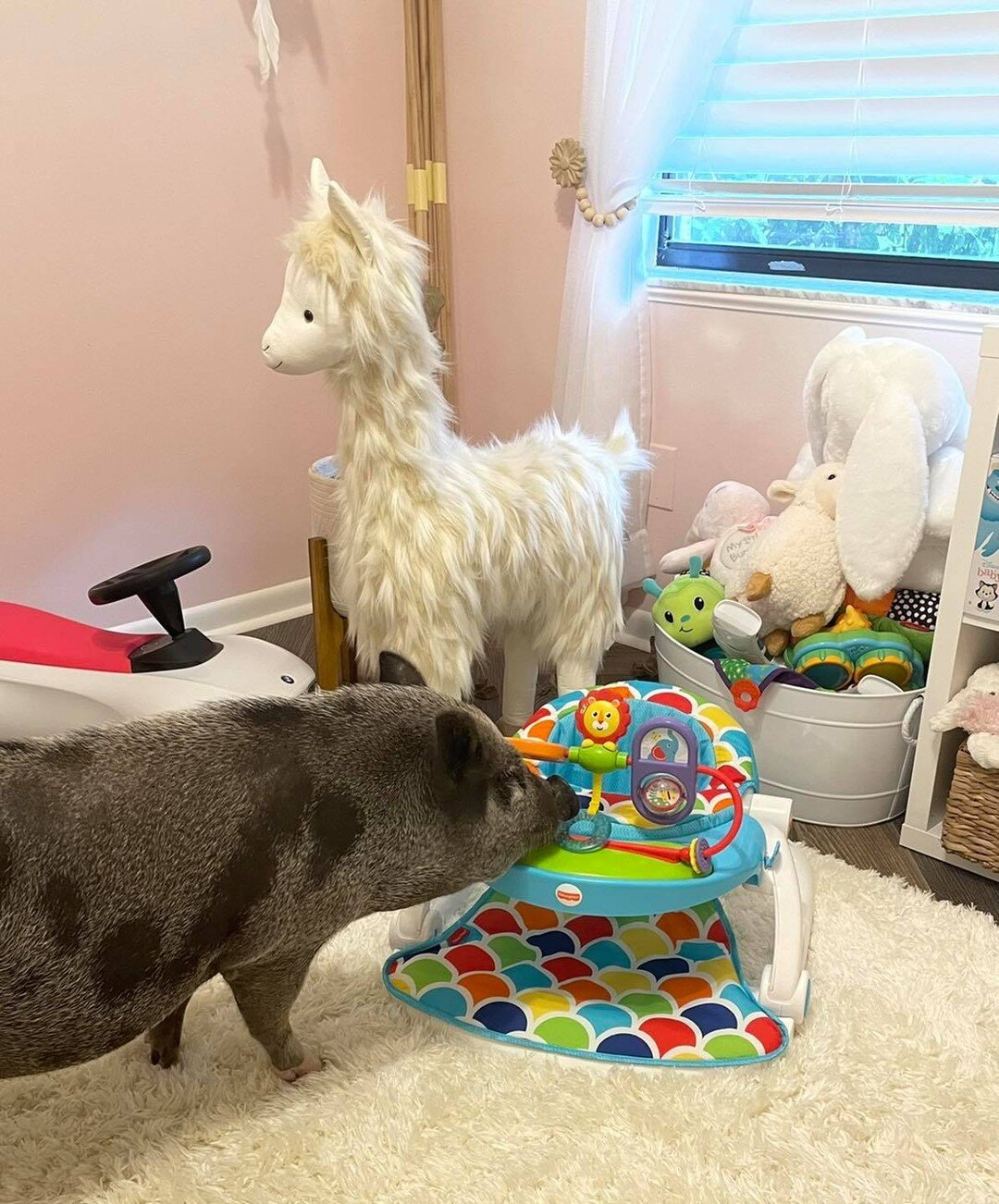 Baby enrichment or pig enrichment? It seems to be both!😂🥰 #empoweredanimals #enrichment #animalenrichment #humanenrichment #babyenrichment #positivereinforcement #positivereinforcementtraining #forcefreetraining #trustaccount #makedepositsnotwithdr