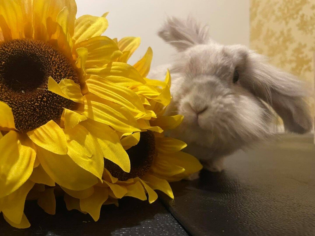 🍂 Fall is just around the corner!! 🍂  Happy #bunday!

#rabbitsofinstagram #bunniesofinstagram #happyfallyall #lionheadrabbit #lopbunny