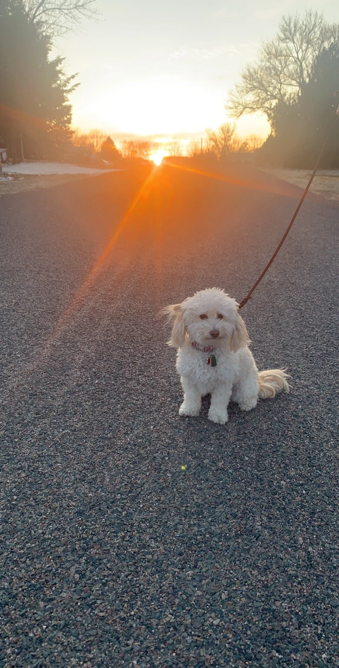 Lucy and a Sterling, CO Sunset