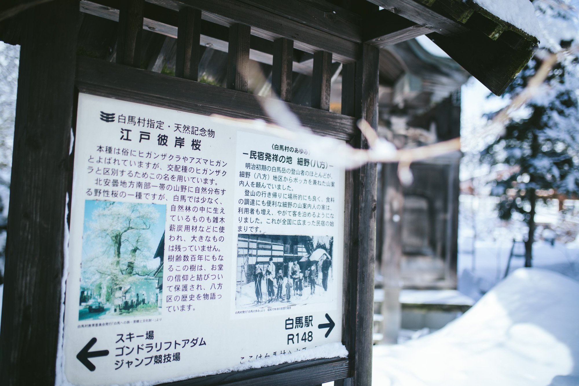 Zoya-Lynch-Skiing-Photography-Japan-153.jpg