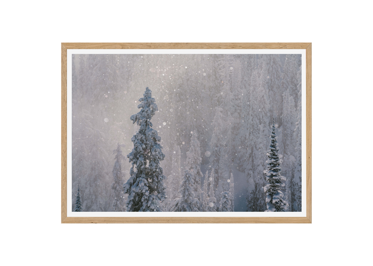 PHOTOGRAPHY PRINTS — Zoya Lynch Photography