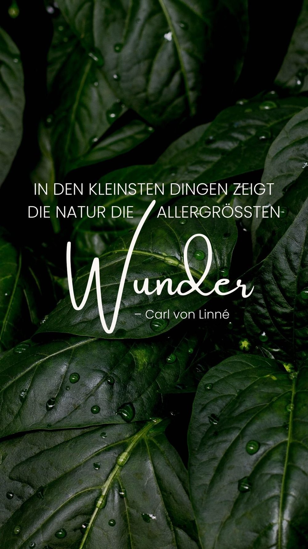 Die Macht der Achtsamkeit 55 inspirierende Sprüche