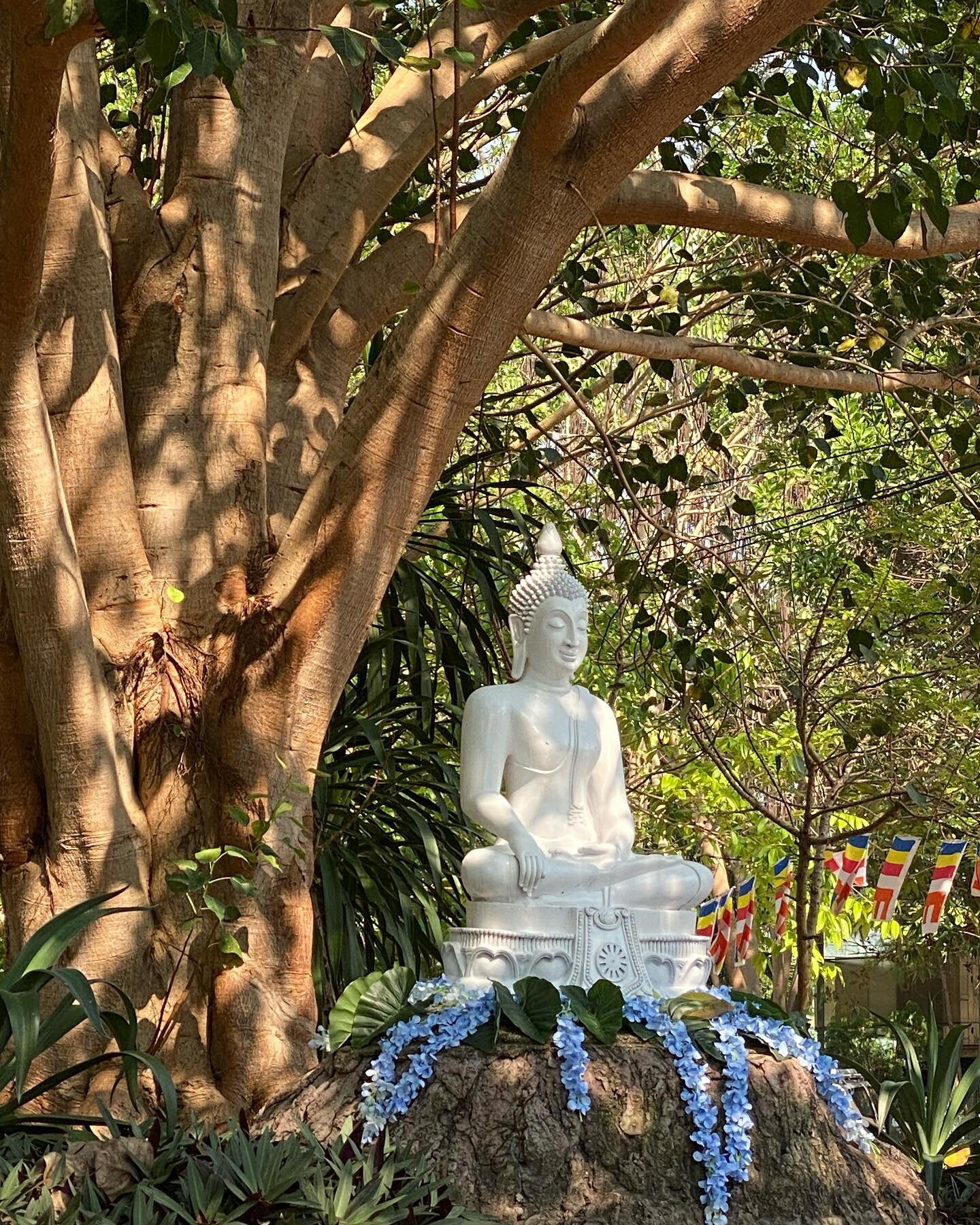 while i&rsquo;ve been back home now for just over a week, i wanted to catch up on sharing some of my favourite glimpses of my last month in thailand. here is the monastery&rsquo;s opening garden and the freshly scrubbed and spray painted buddha image
