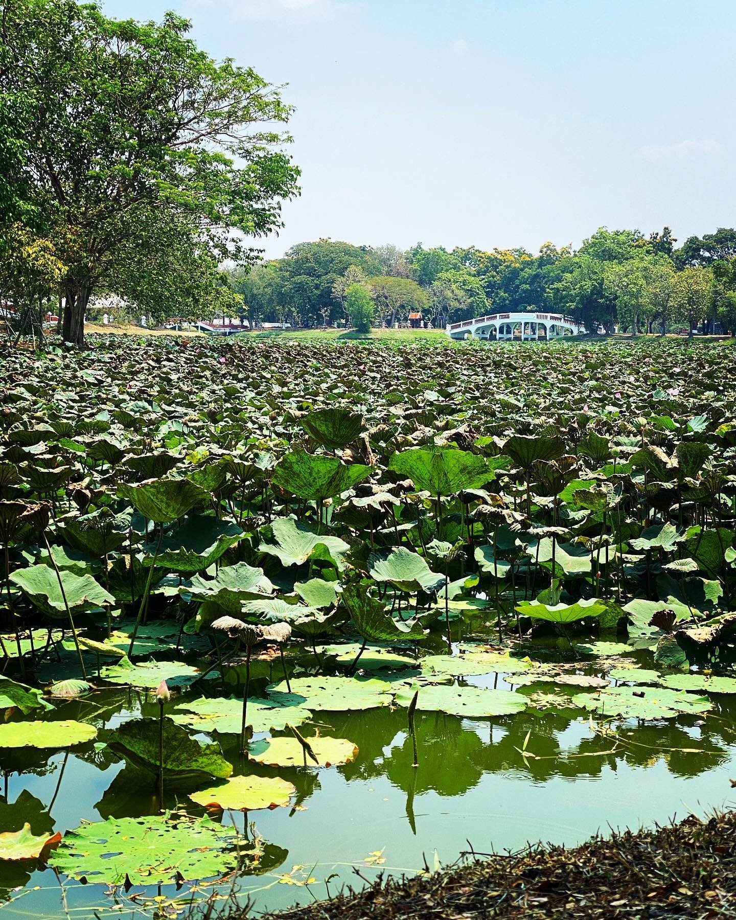 memories of ayutthaya&rsquo;s lotus ponds.