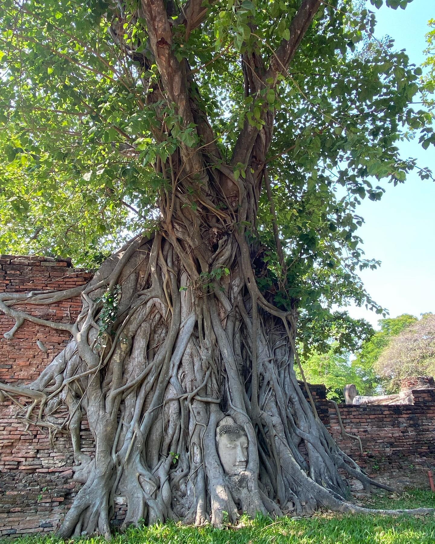 from my time in ayutthaya, thailand. a cool break in the lush shade during a 40 degree sweat fest of a day. 

we practice mindfulness to cultivate wisdom. wisdom is the cooling force in a world/heart on fire. 

#sati #mindfulness #insight #vipassana 