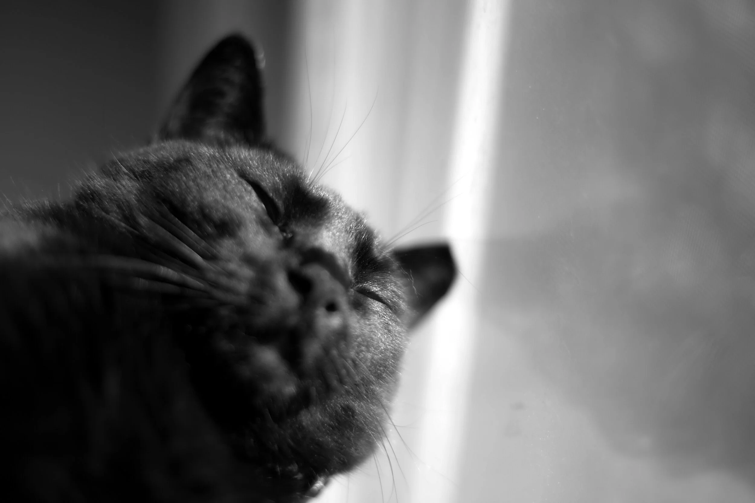 Morbo