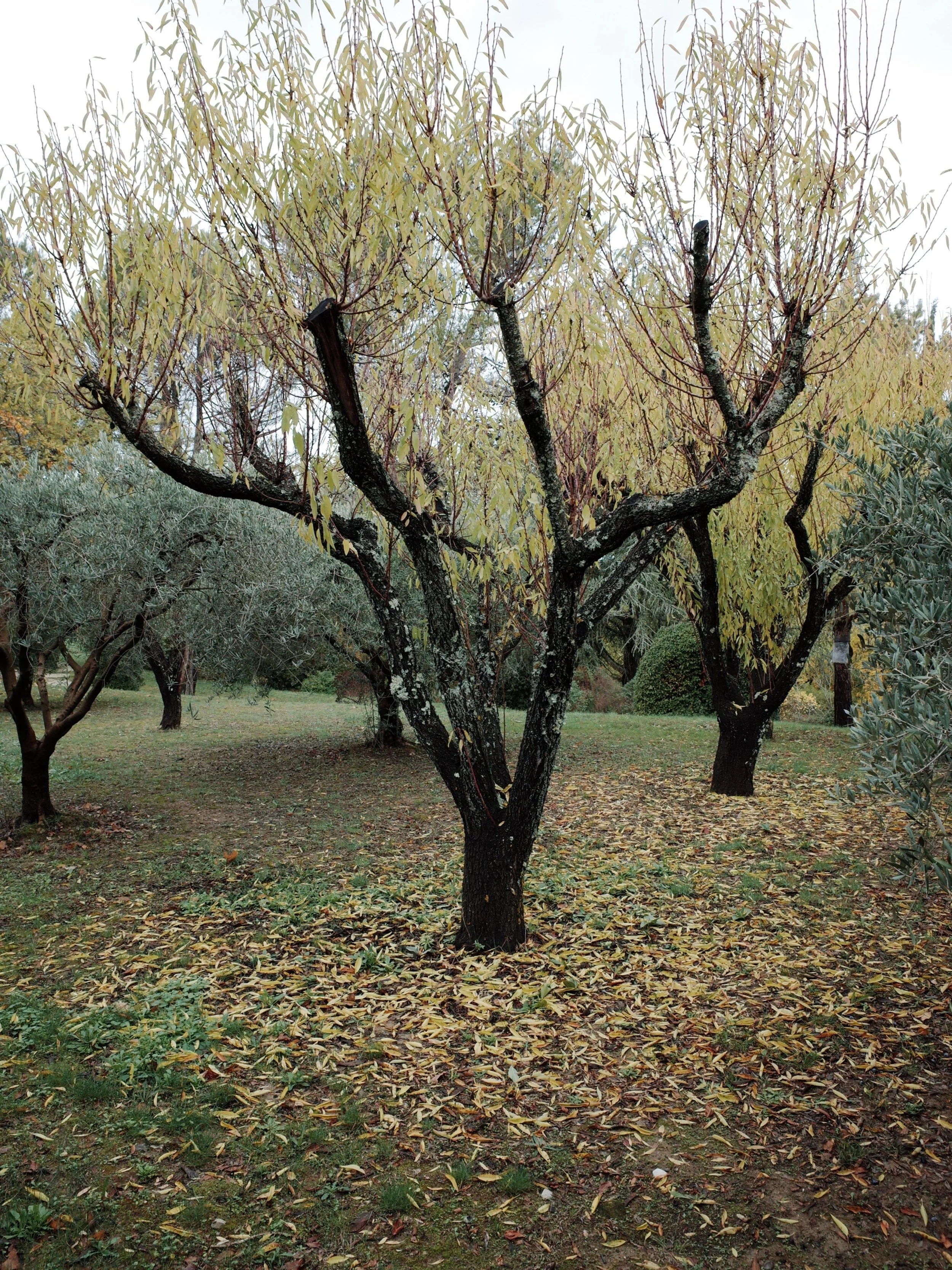 processed_R0040902.JPG