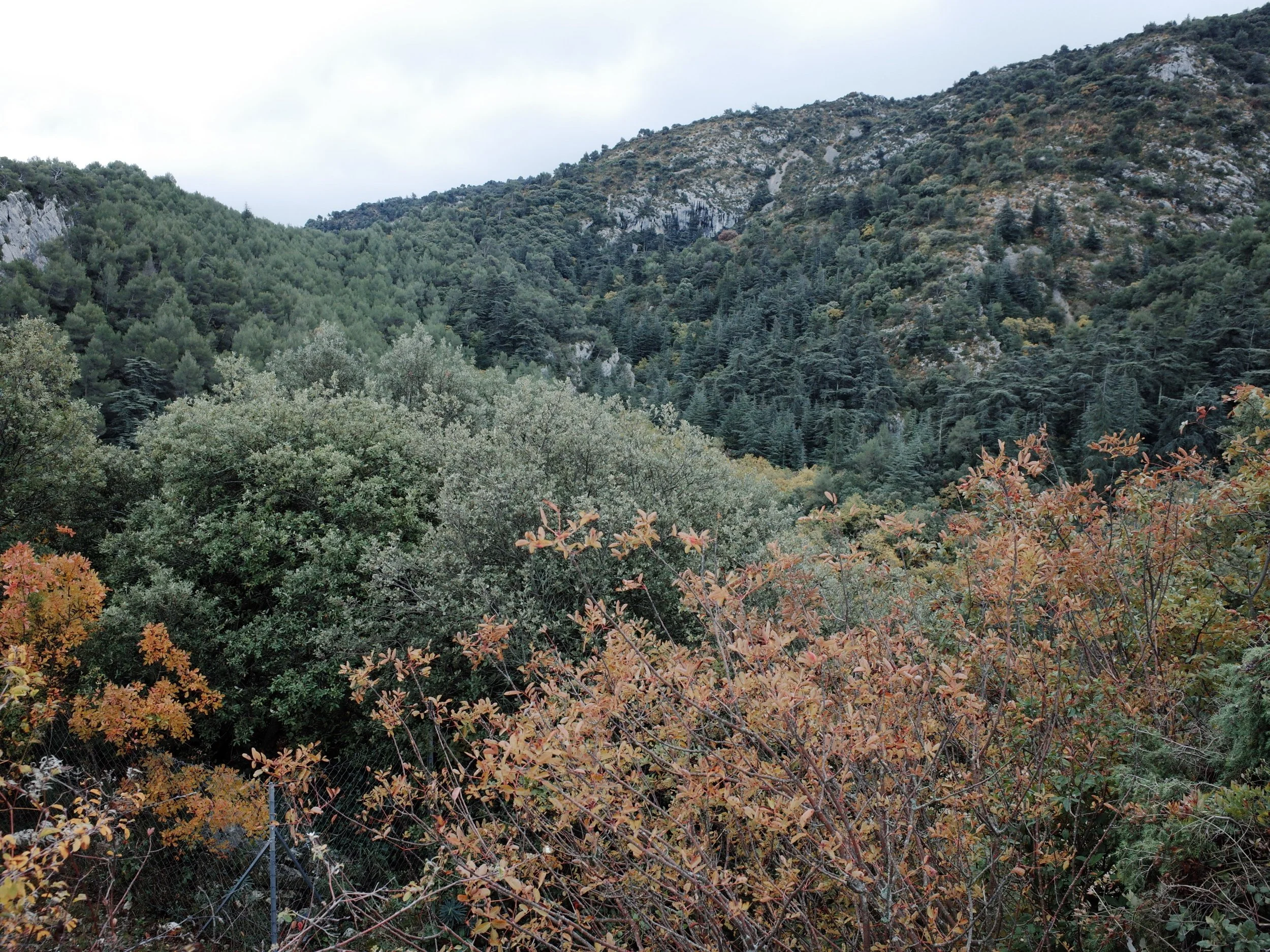 processed_R0040978.JPG