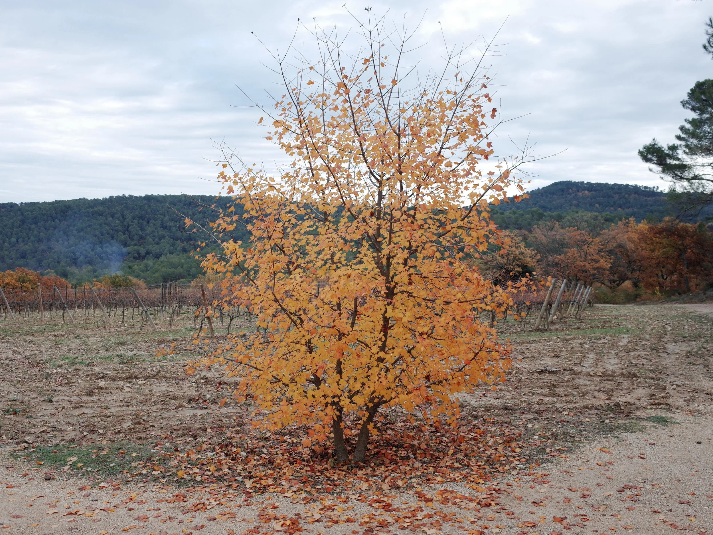 R0041929.JPG
