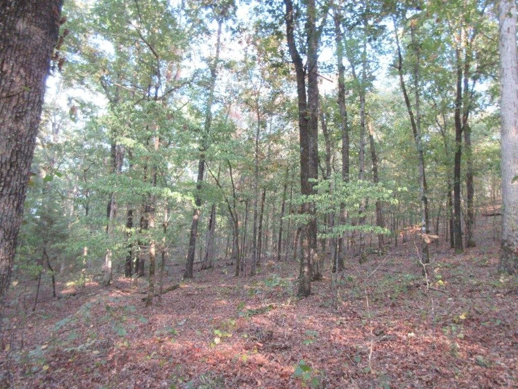 Yell County Real Estate Auction 778.72 ACRES — Blackmon Auctions