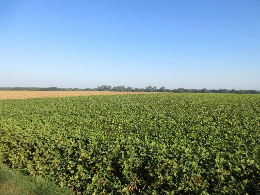 Yell County Real Estate Auction 778.72 ACRES — Blackmon Auctions