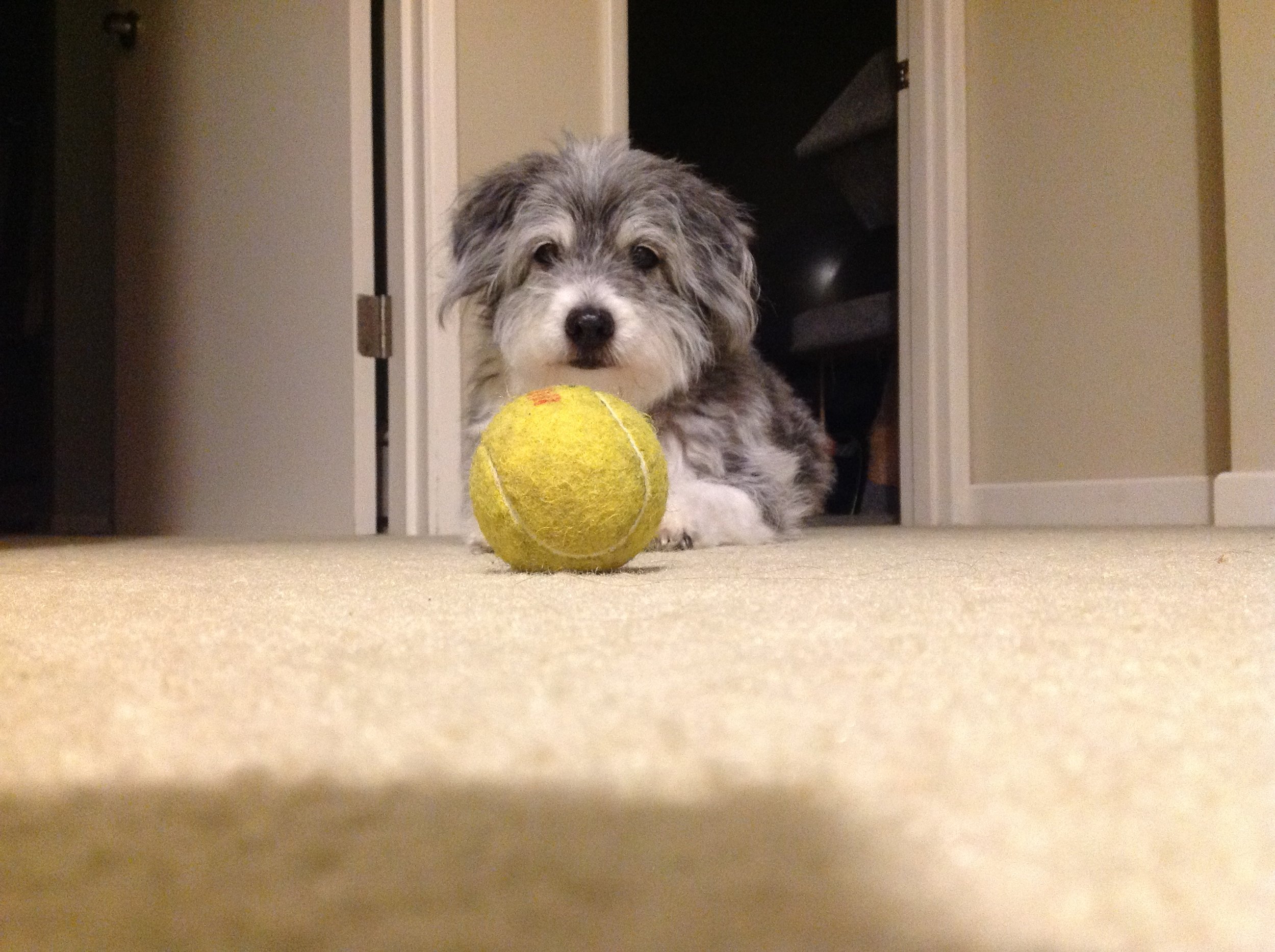 Why I Started Laser Therapy of Oregon
