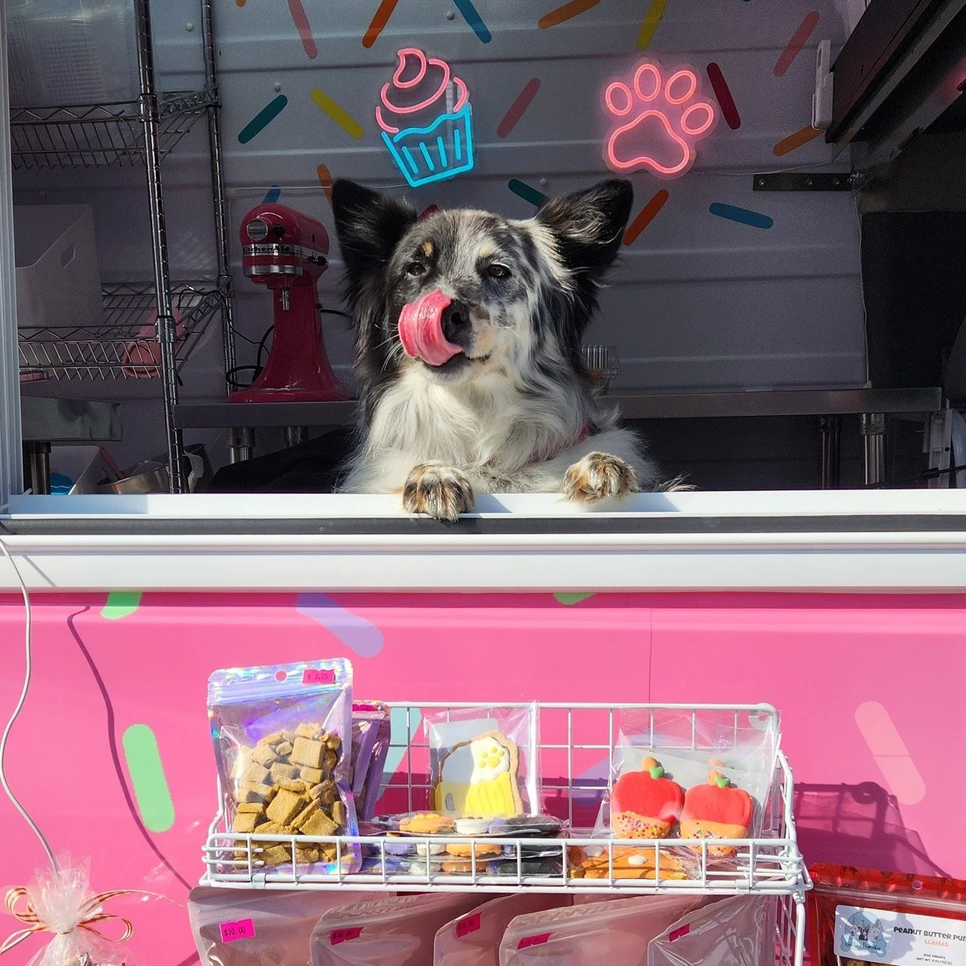 🐾Pet Market🐾
Join us at the FINAL Kalona Farmers Market of the year! Browse through local produce, handmade crafts, fresh baked good, PLUS additional pet focused vendors like @kaitlynspupcakes and Dog Mom's!
Enjoy live music by Lee Klett, activity
