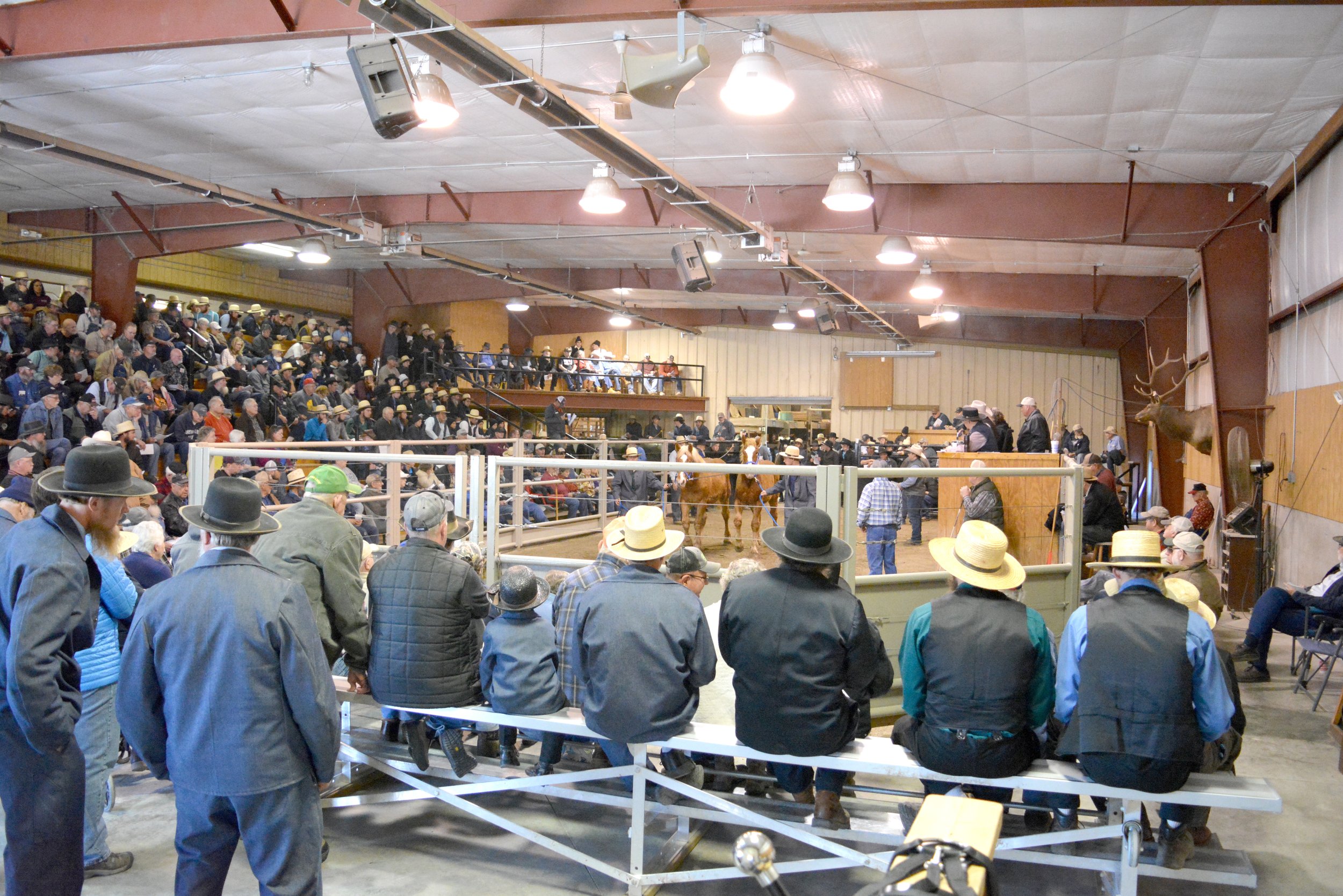 Kalona sale barn market report