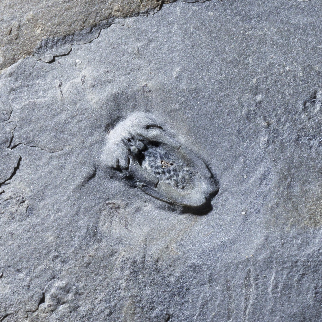 SQ6555367-3-2.jpg