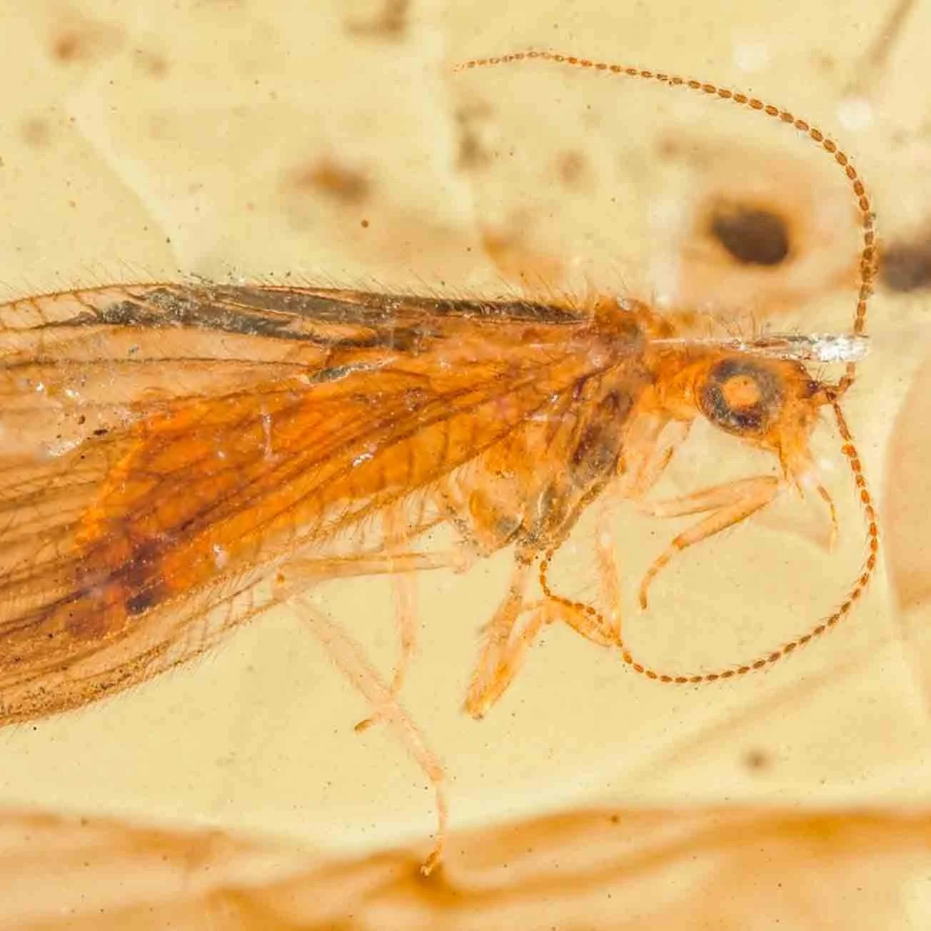 Neuroptera Lacewing