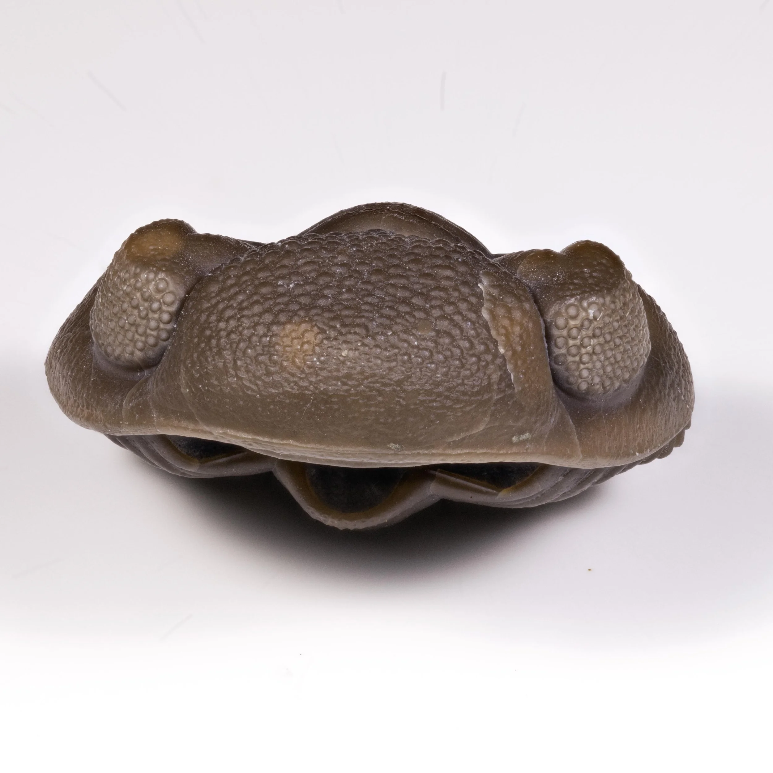 Enrolled Eldredgeops crassituberculata from the famous Paulding Quarry in Western Ohio.