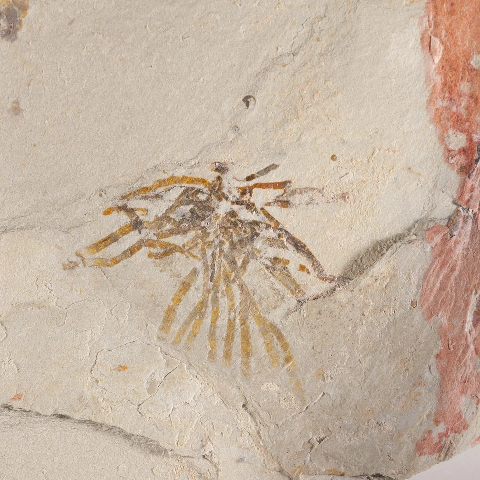 Rare Yuknessia sp. pterobranch from the Burgess Shale-like fauna of the Wheeler Shale, Utah