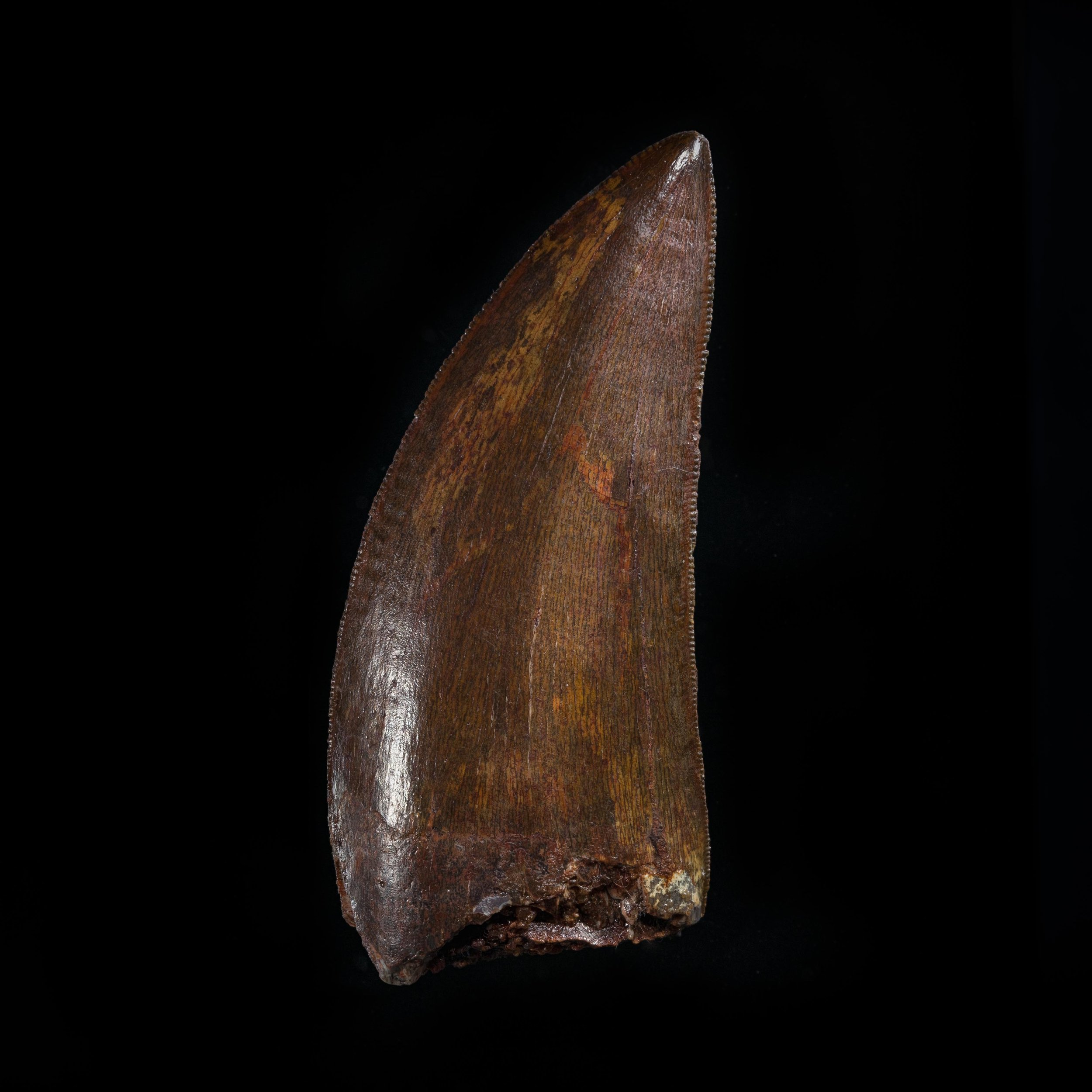 A high quality lateral maxillary or dentary Carcharodontosaurus tooth.