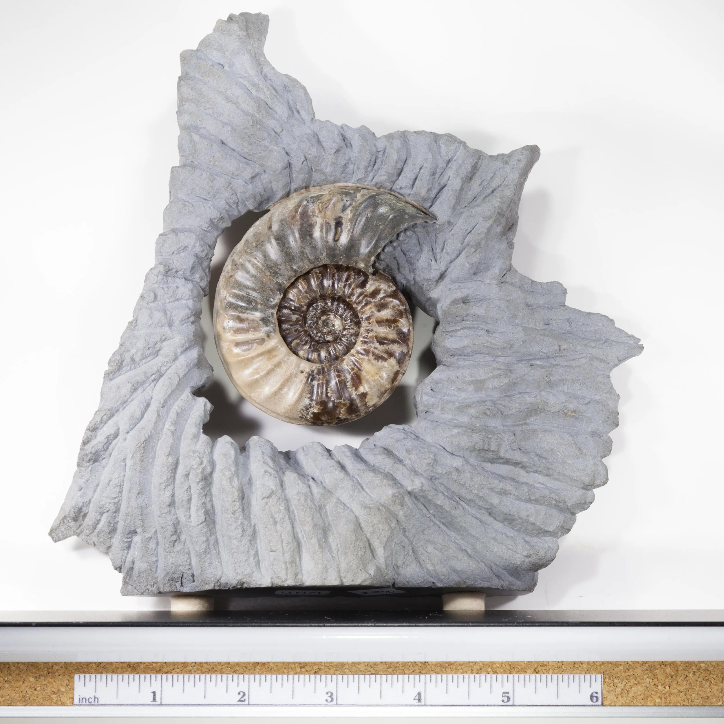 A Well preserved example of the ammonite species Asteroceras obtusum from the celebrated Charmouth / Lyme Regis locality in Dorset, South West England.