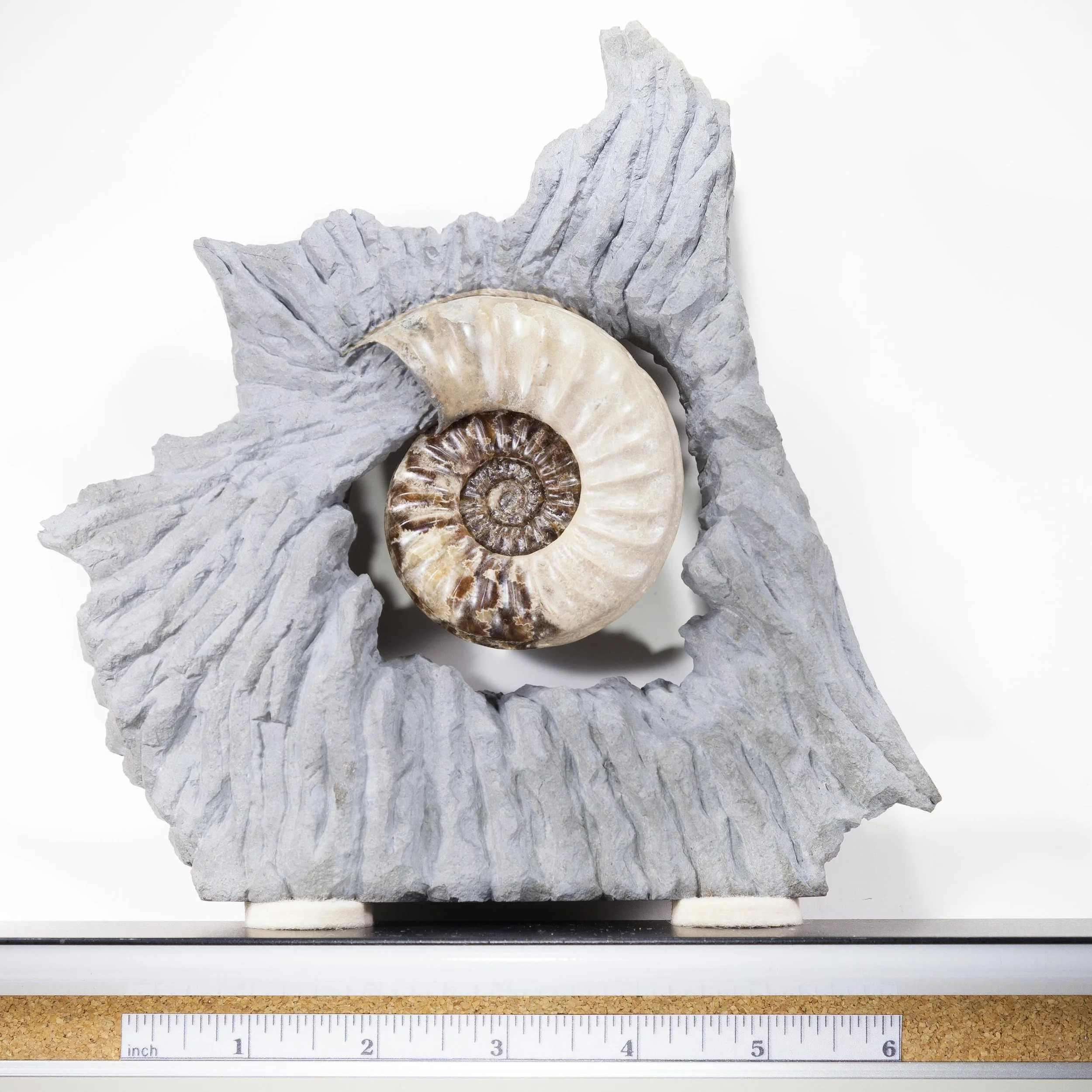A Well preserved example of the ammonite species Asteroceras obtusum from the celebrated Charmouth / Lyme Regis locality in Dorset, South West England.