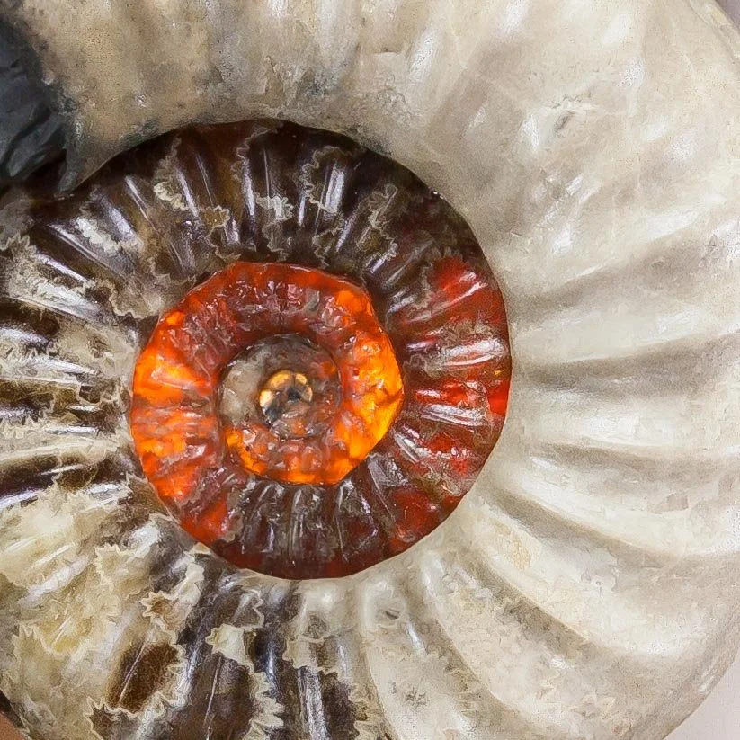 A Well preserved example of the ammonite species Asteroceras obtusum from the celebrated Charmouth / Lyme Regis locality in Dorset, South West England.