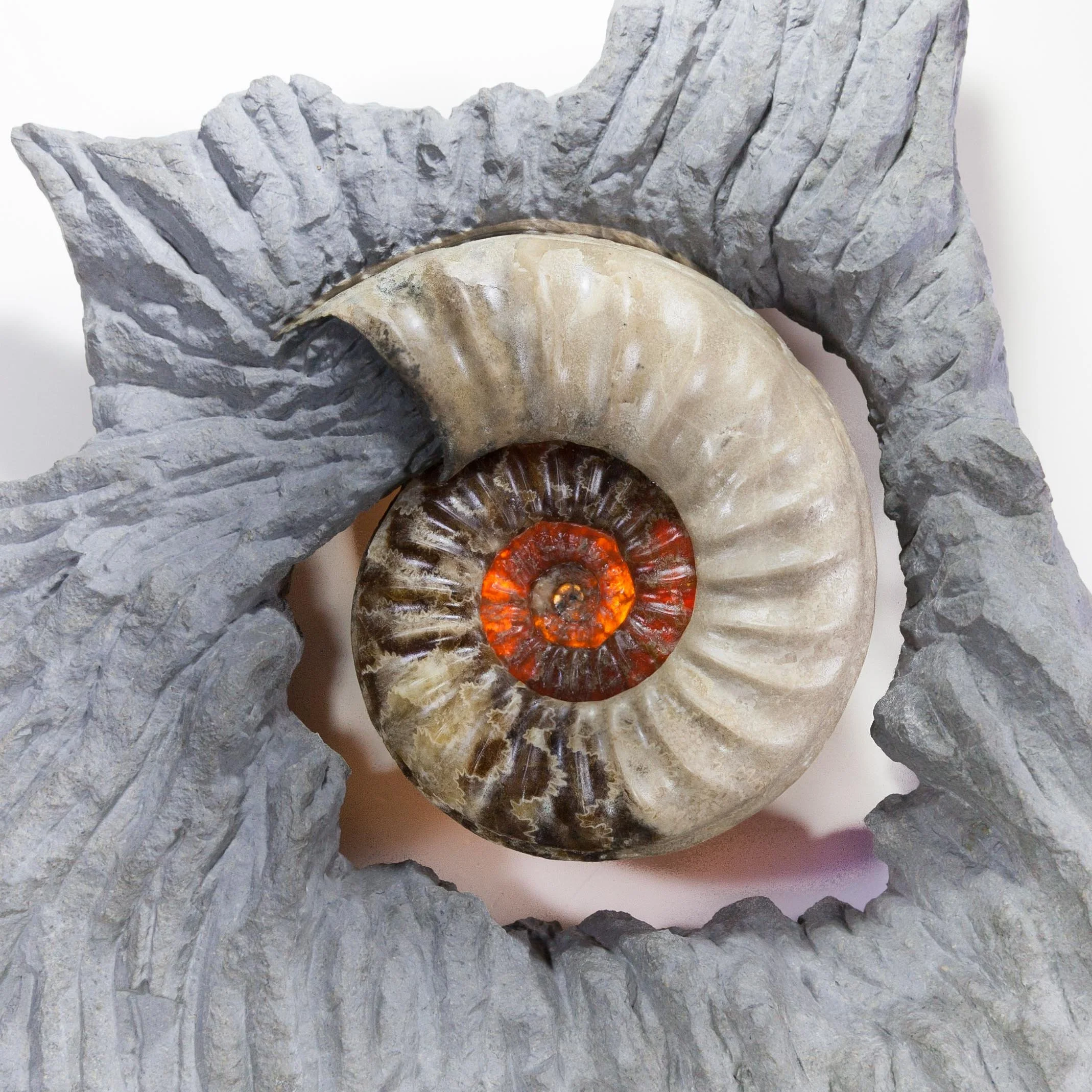 A Well preserved example of the ammonite species Asteroceras obtusum from the celebrated Charmouth / Lyme Regis locality in Dorset, South West England.