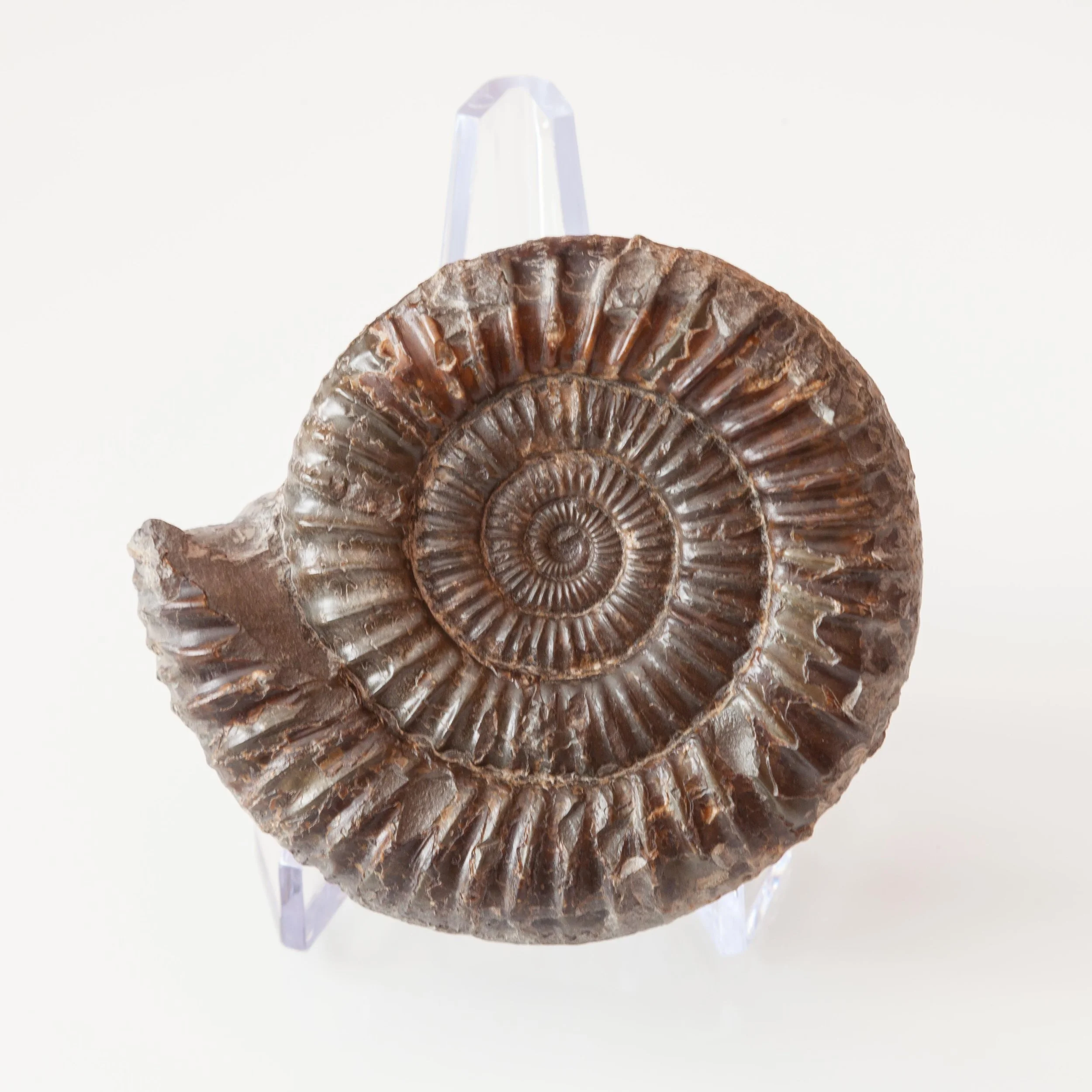 A Well preserved example of the ammonite species Dactylioceras commune from the famous Whitby locality in North Yorkshire, England.