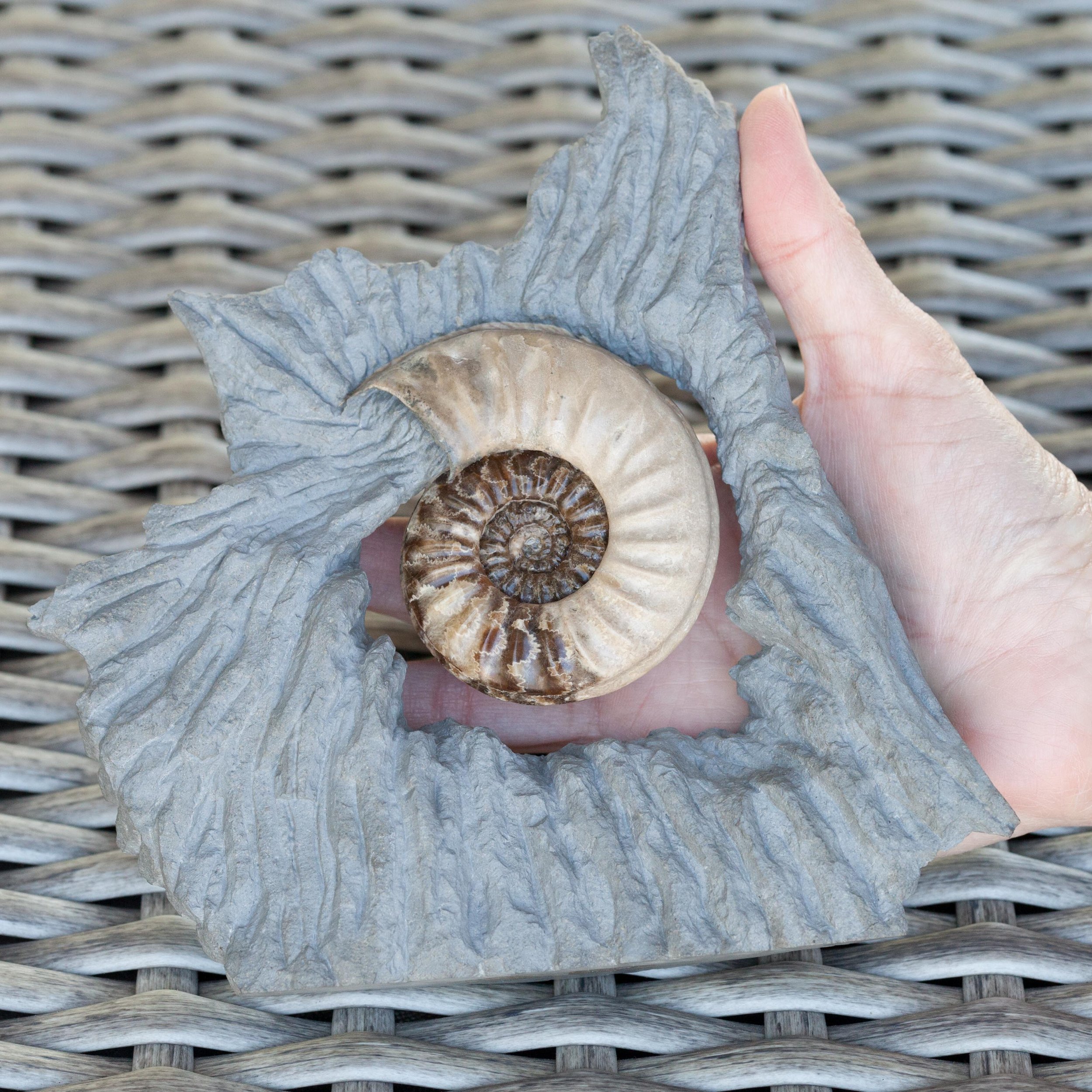 A Well preserved example of the ammonite species Asteroceras obtusum from the celebrated Charmouth / Lyme Regis locality in Dorset, South West England.