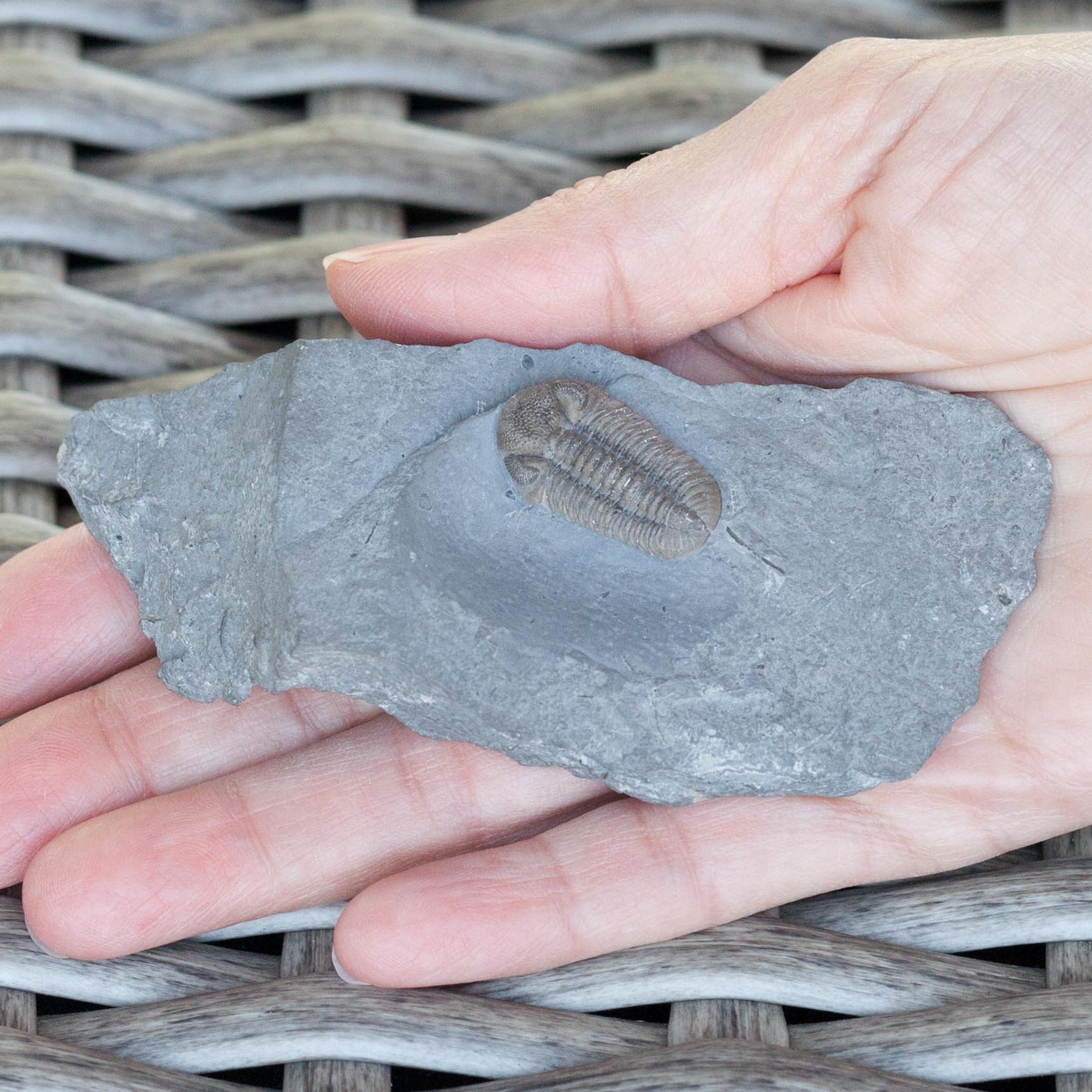 Prone Middle Devonian Eldredgeops rana from Western N.Y.