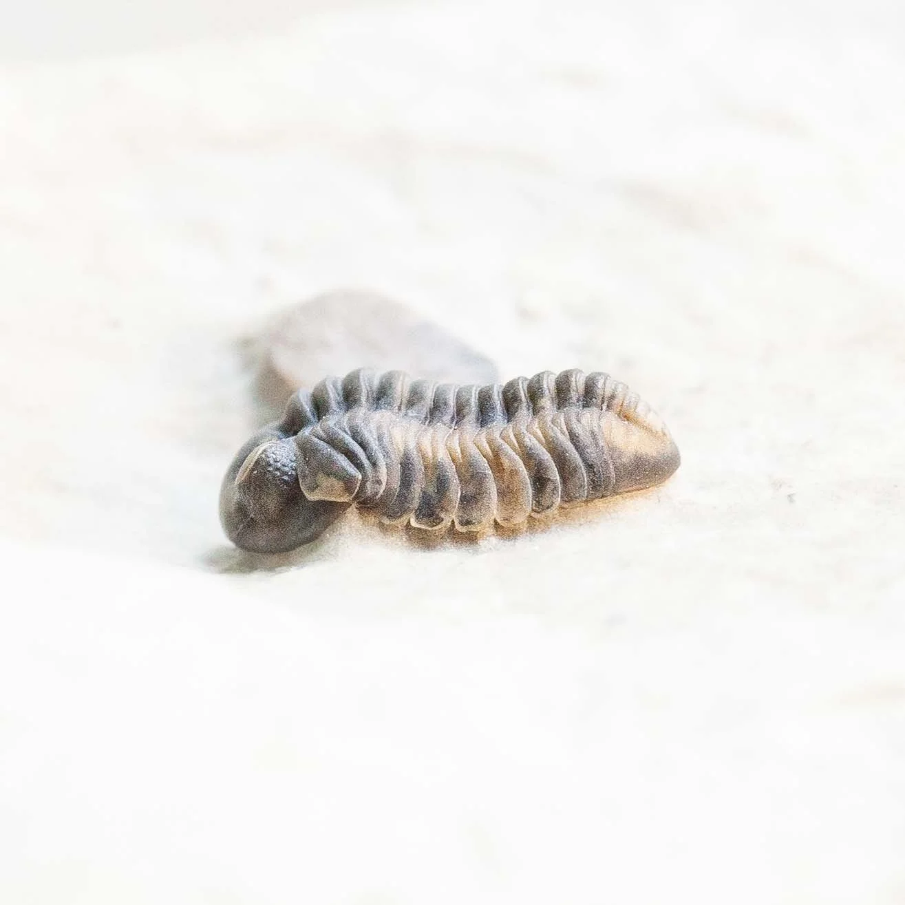 Rare Early Silurian trilobite, Acernaspis orestes, from the Jupiter Formation of Anticosti Island, Quebec.