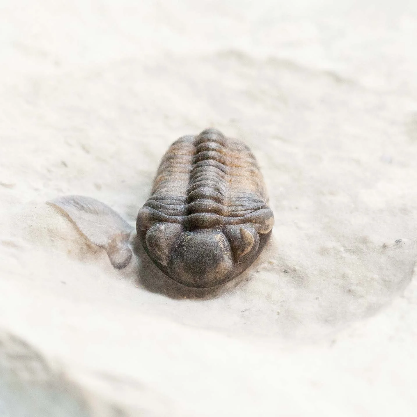 Rare Early Silurian trilobite, Acernaspis orestes, from the Jupiter Formation of Anticosti Island, Quebec.