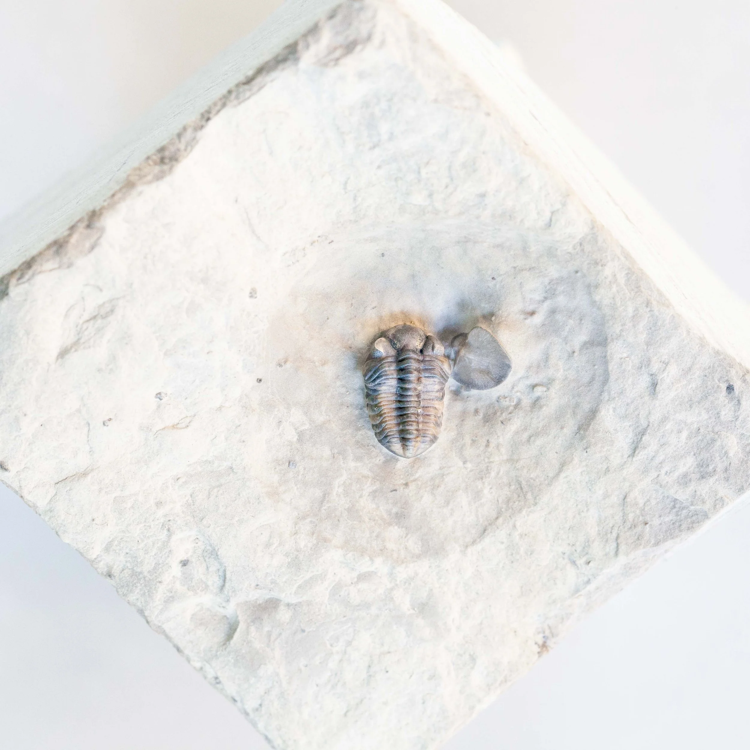 Rare Early Silurian trilobite, Acernaspis orestes, from the Jupiter Formation of Anticosti Island, Quebec.