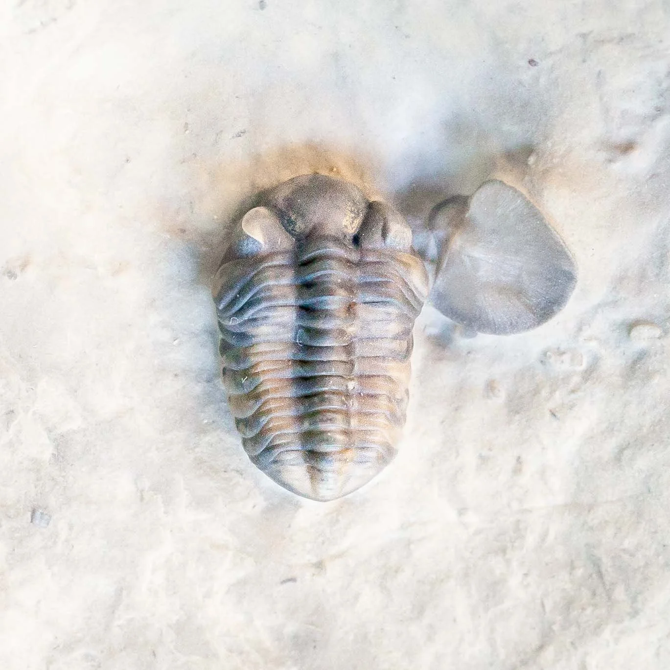 Rare Early Silurian trilobite, Acernaspis orestes, from the Jupiter Formation of Anticosti Island, Quebec.