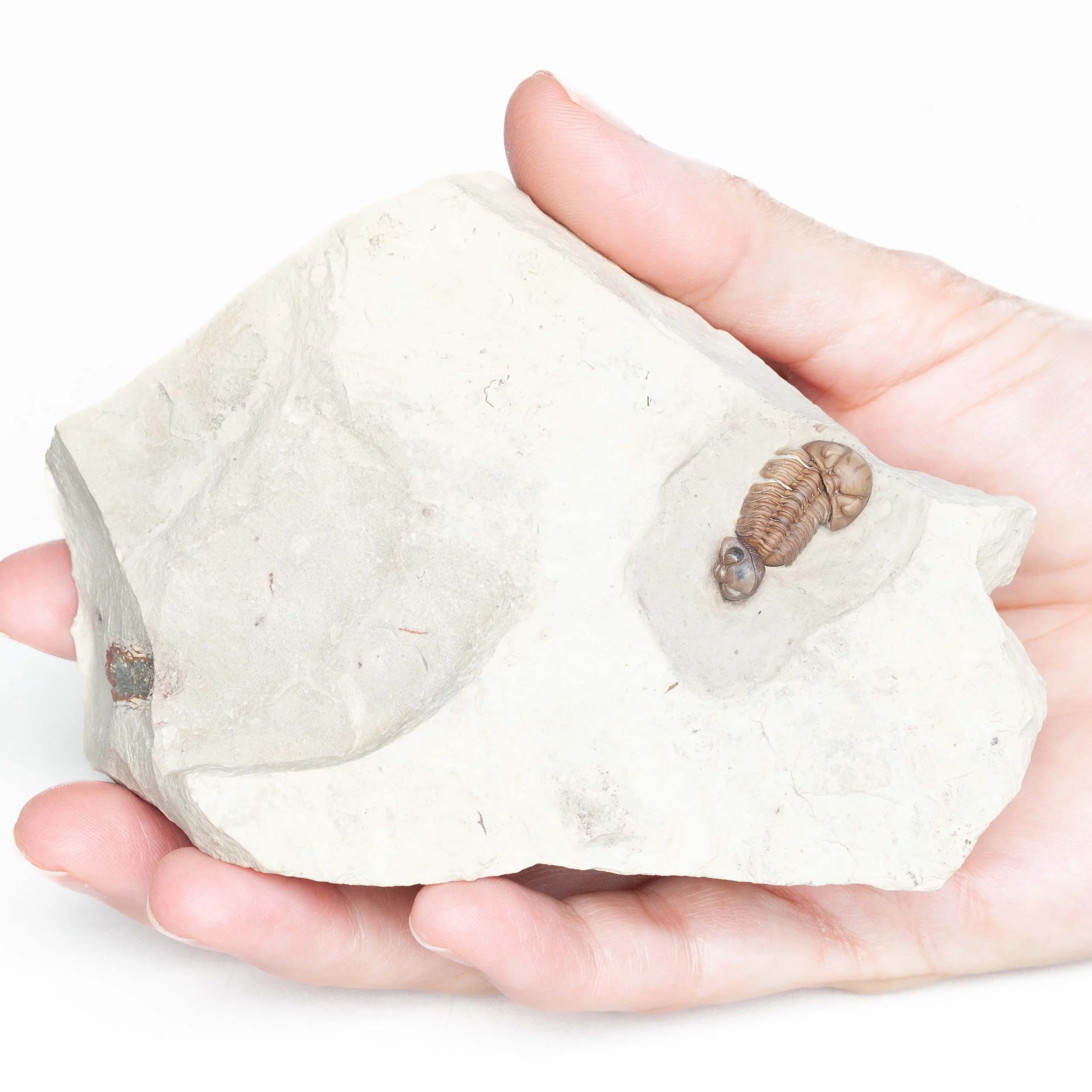 Acernaspis orestes double from the Early Silurian, Jupiter Formation of Anticosti Island, Quebec
