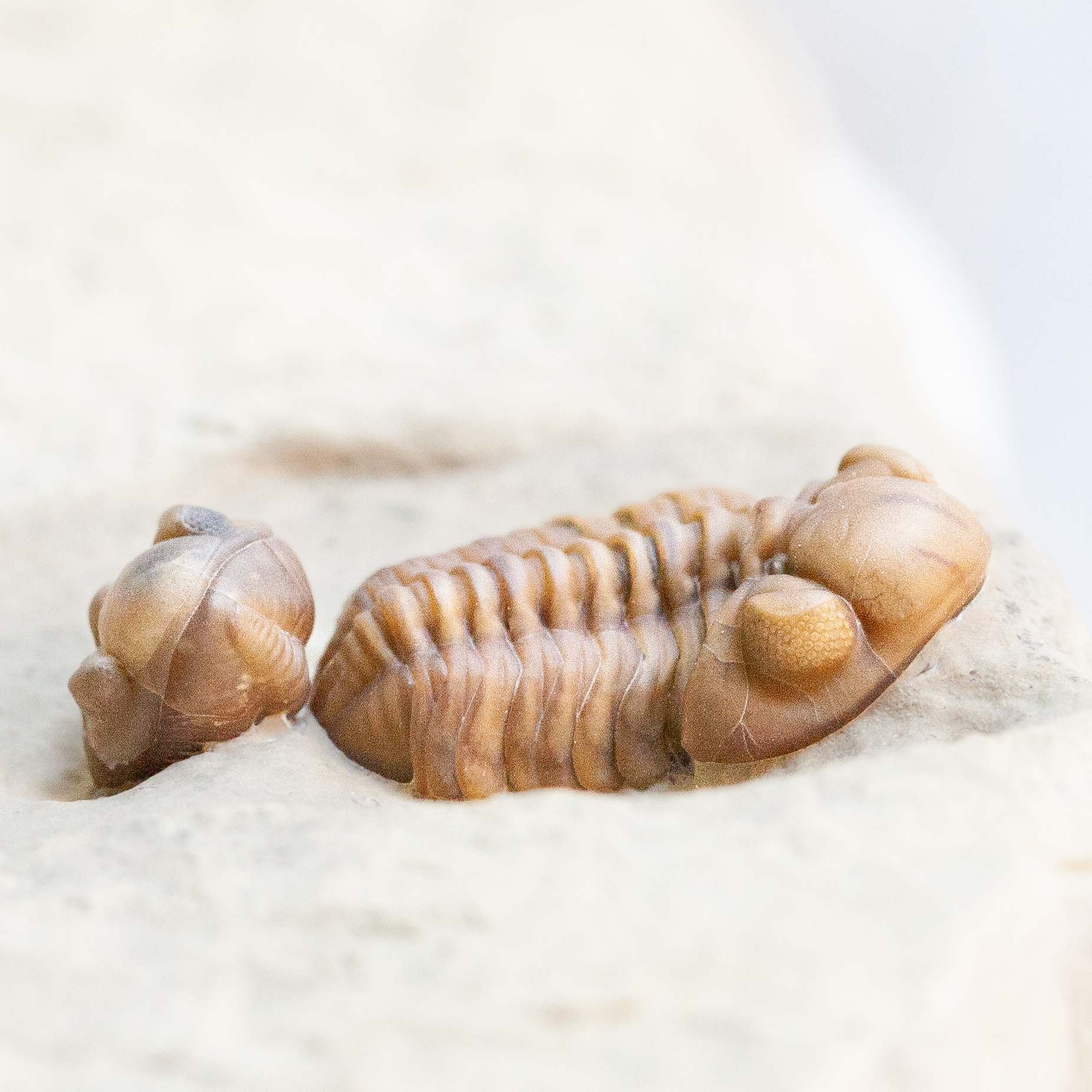 Acernaspis orestes double from the Early Silurian, Jupiter Formation of Anticosti Island, Quebec.