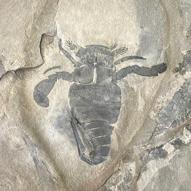 Eurypterus remipes